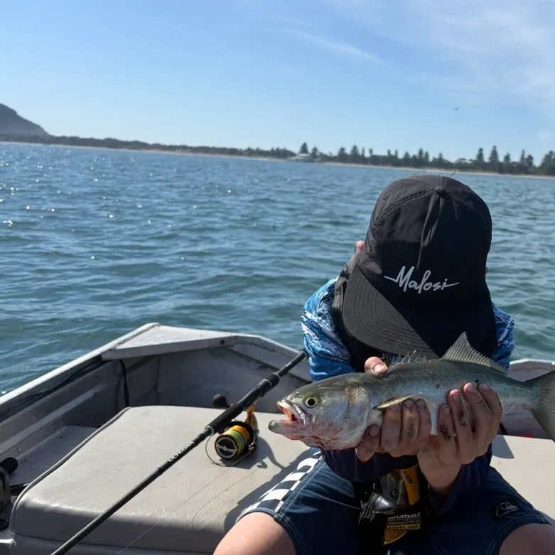 Bluefish caught on Fishbrain
