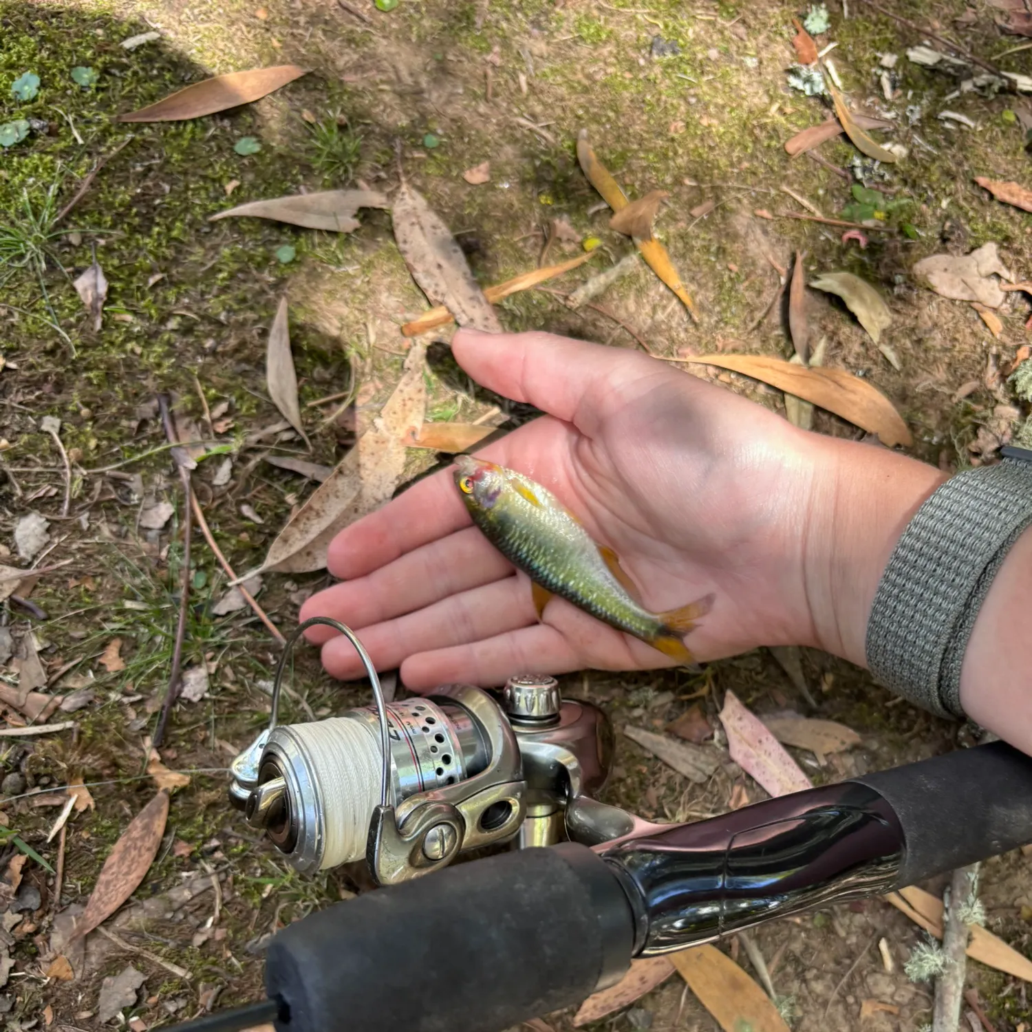 The most recent Antioquia tetra catches on Fishbrain