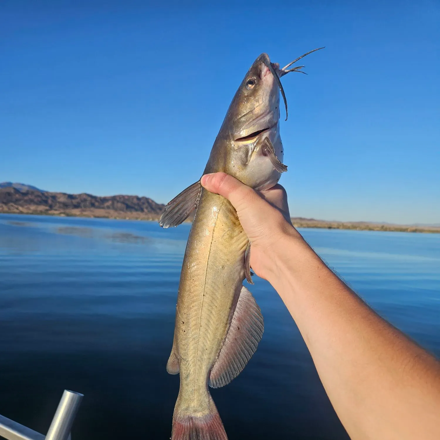 Channel catfish caught on Fishbrain