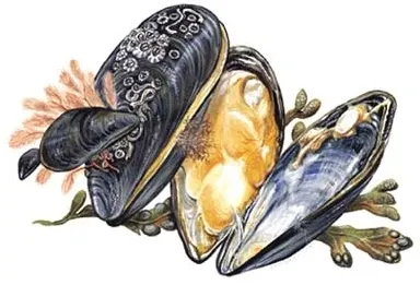 Shellfish