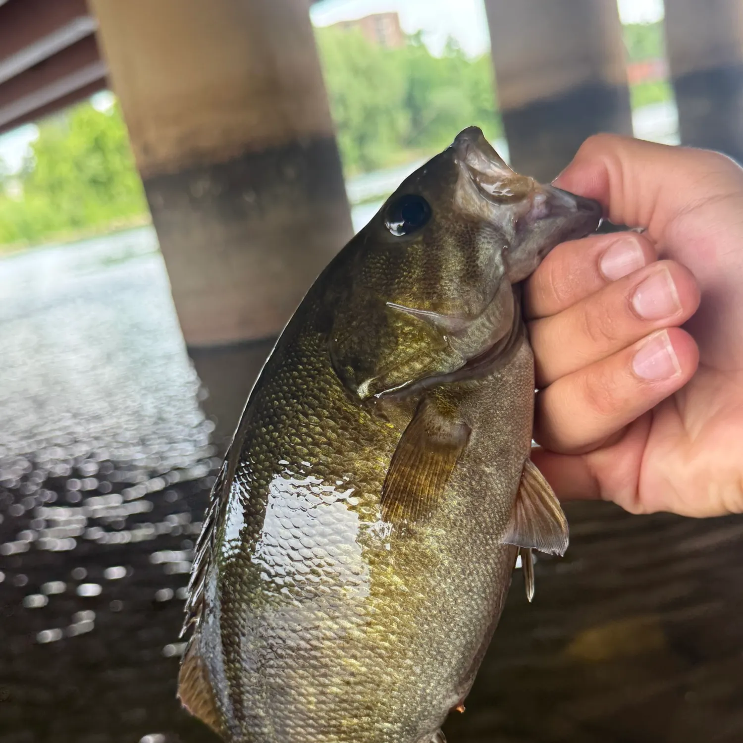 Smallmouth bass caught on Fishbrain
