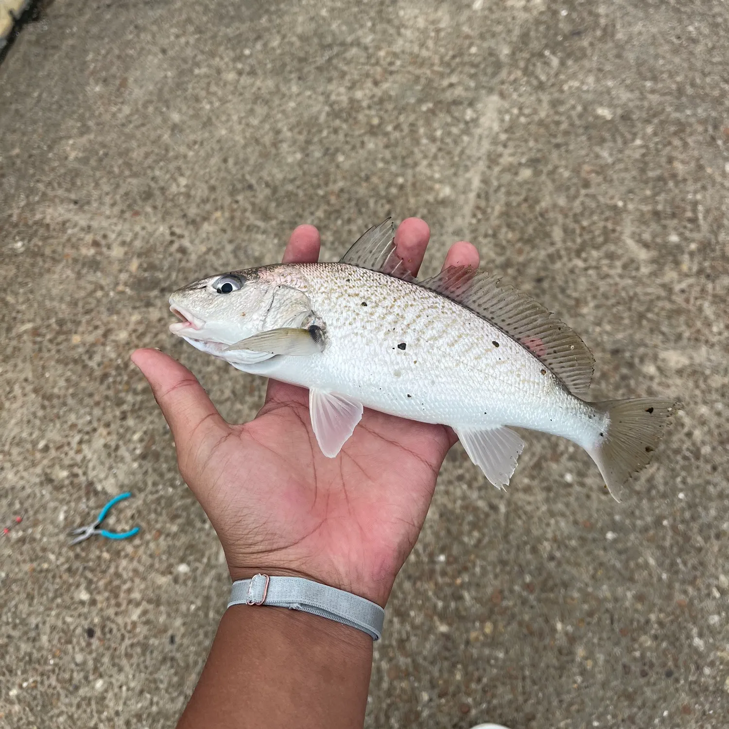 The most recent Atlantic croaker catches on Fishbrain