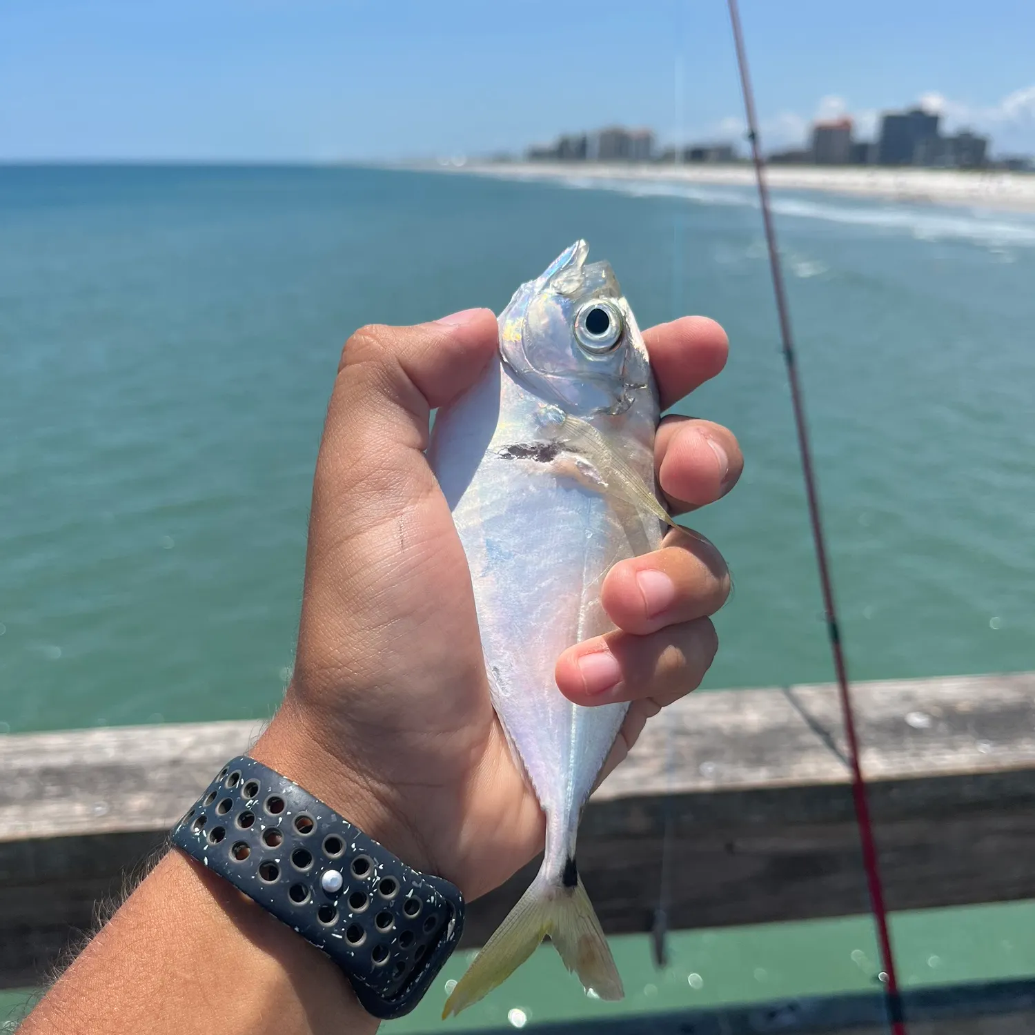 The most recent American butterfish catches on Fishbrain