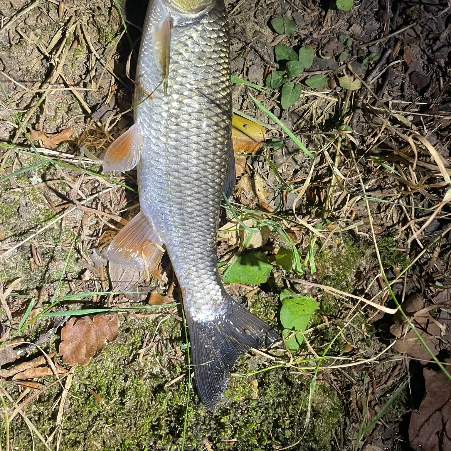 The most recent European chub catches on Fishbrain