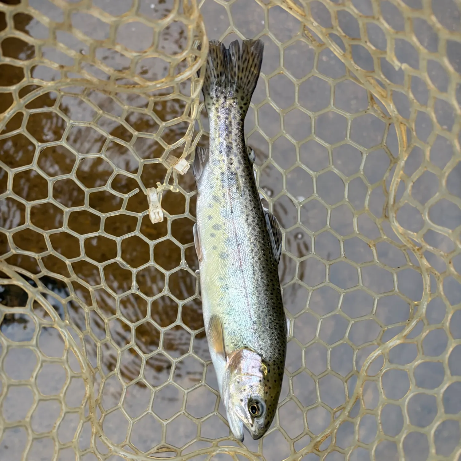 Rainbow trout caught on Fishbrain