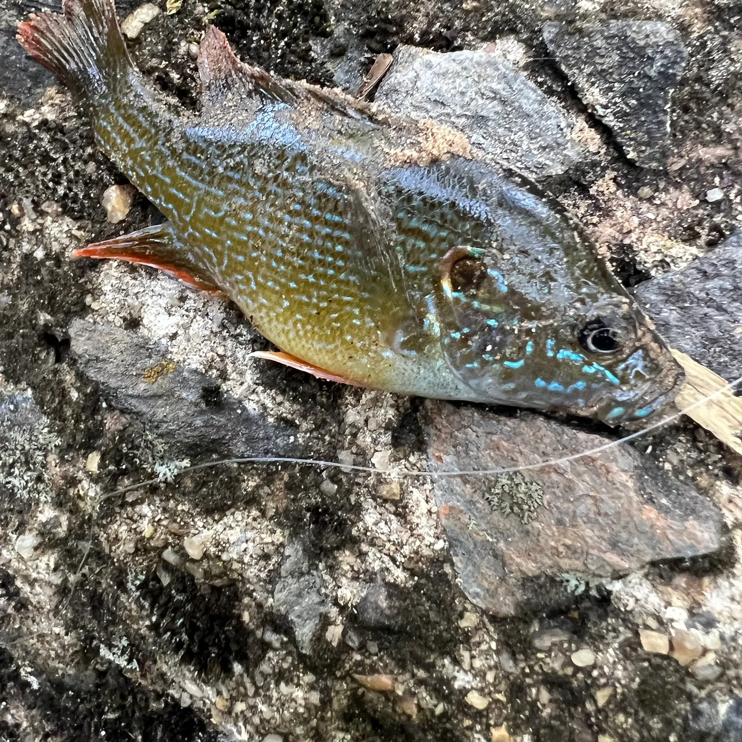 Green sunfish caught on Fishbrain