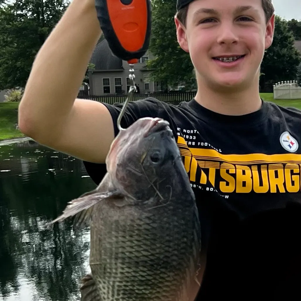 Nile tilapia caught on Fishbrain