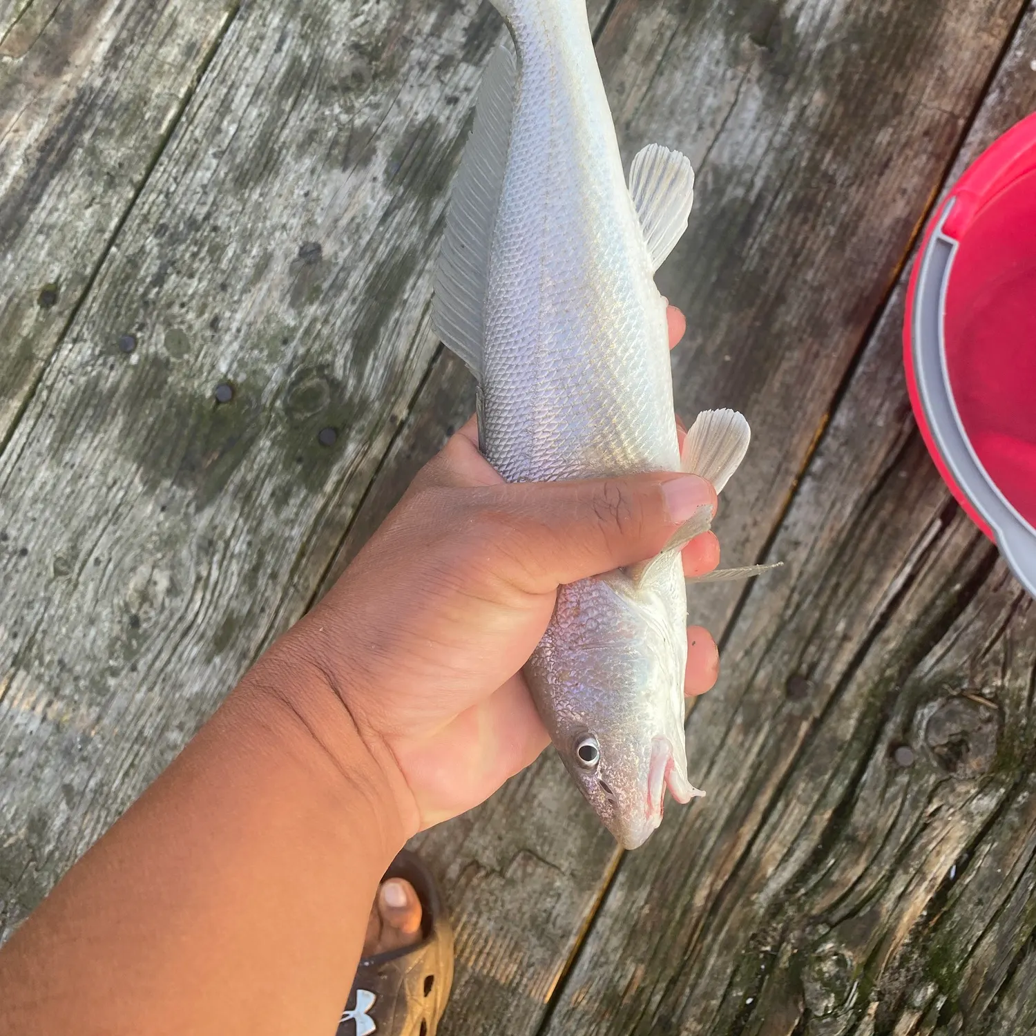 The most recent Gulf kingcroaker catches on Fishbrain