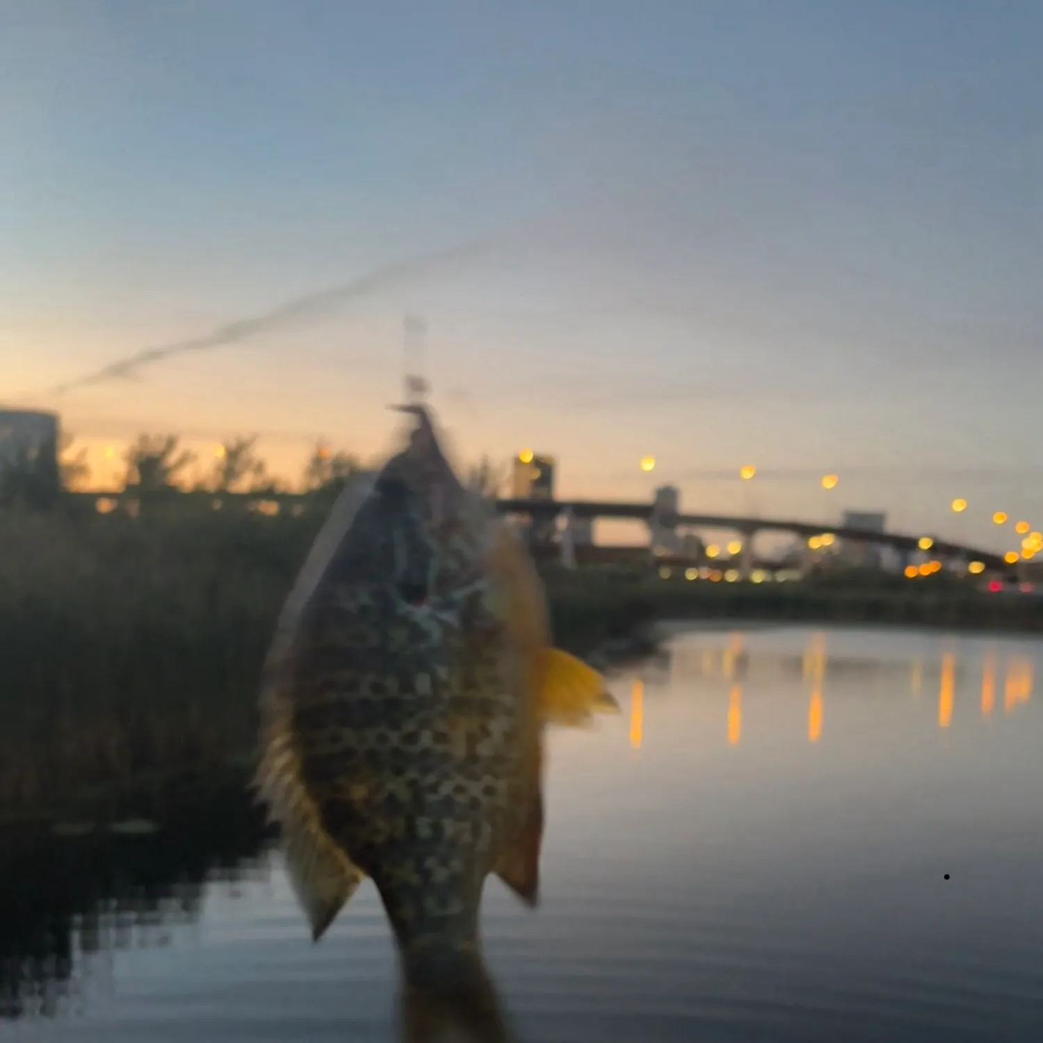 Pumpkinseed caught on Fishbrain
