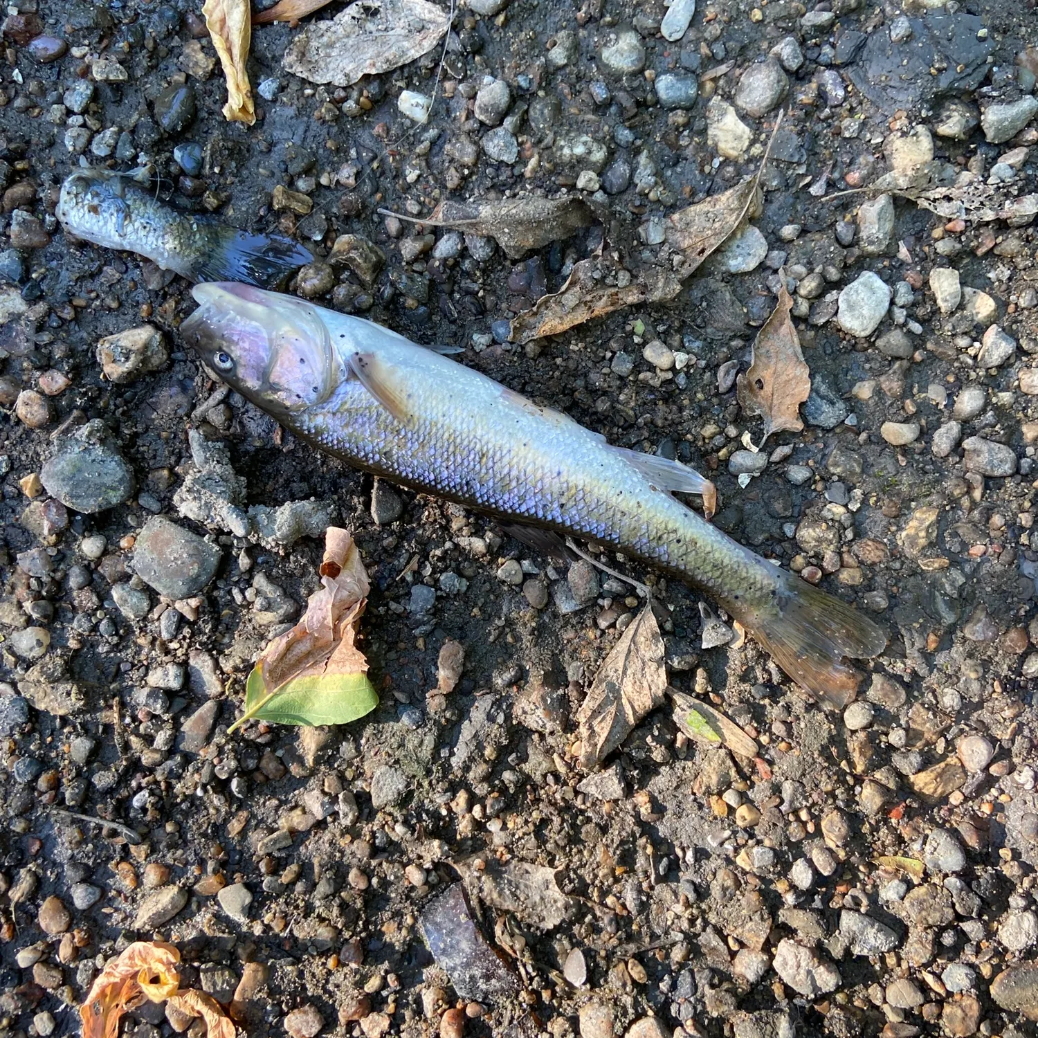 Fish caught on Fishbrain