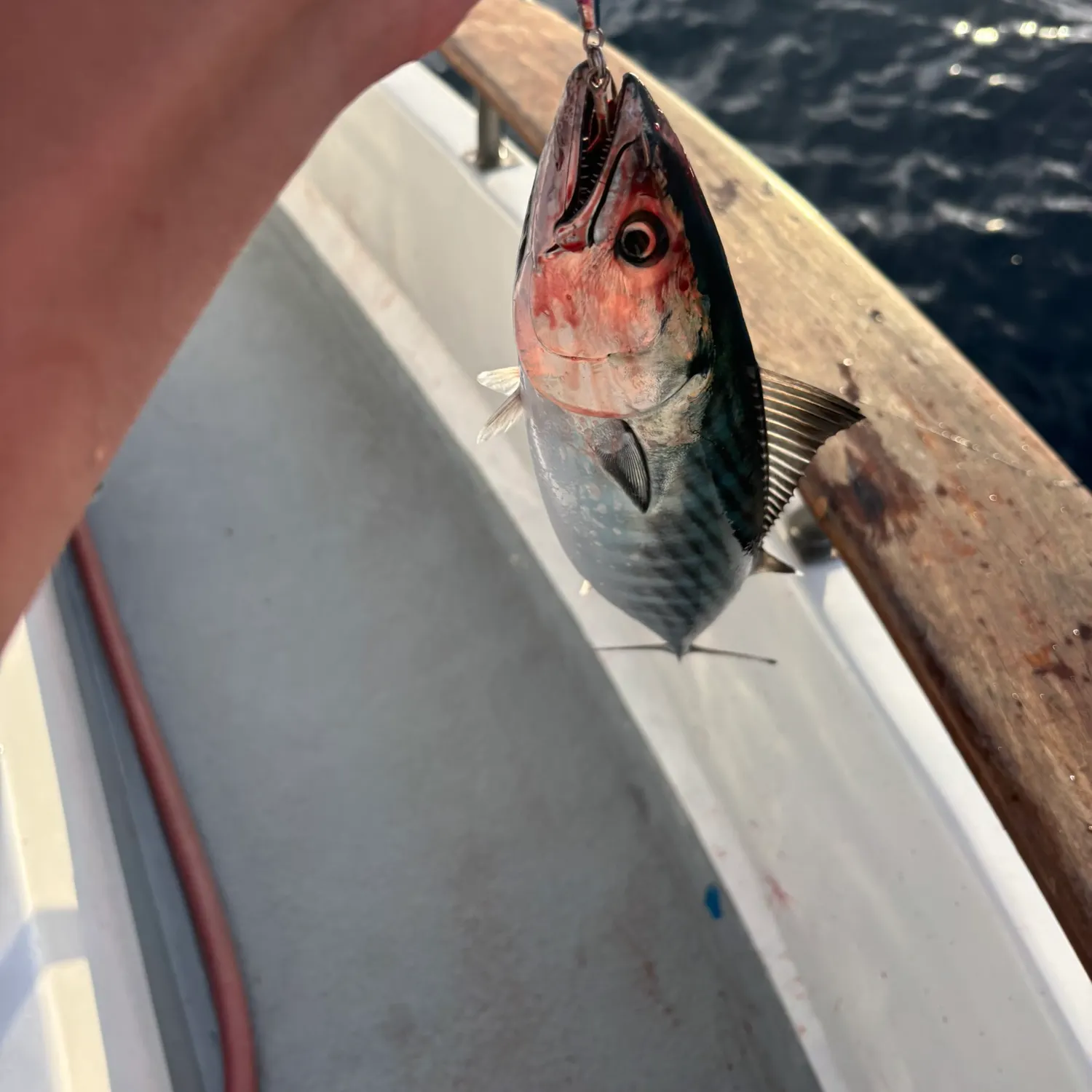 Pacific bonito caught on Fishbrain