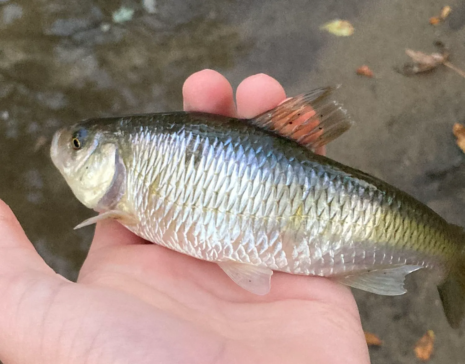 European chub