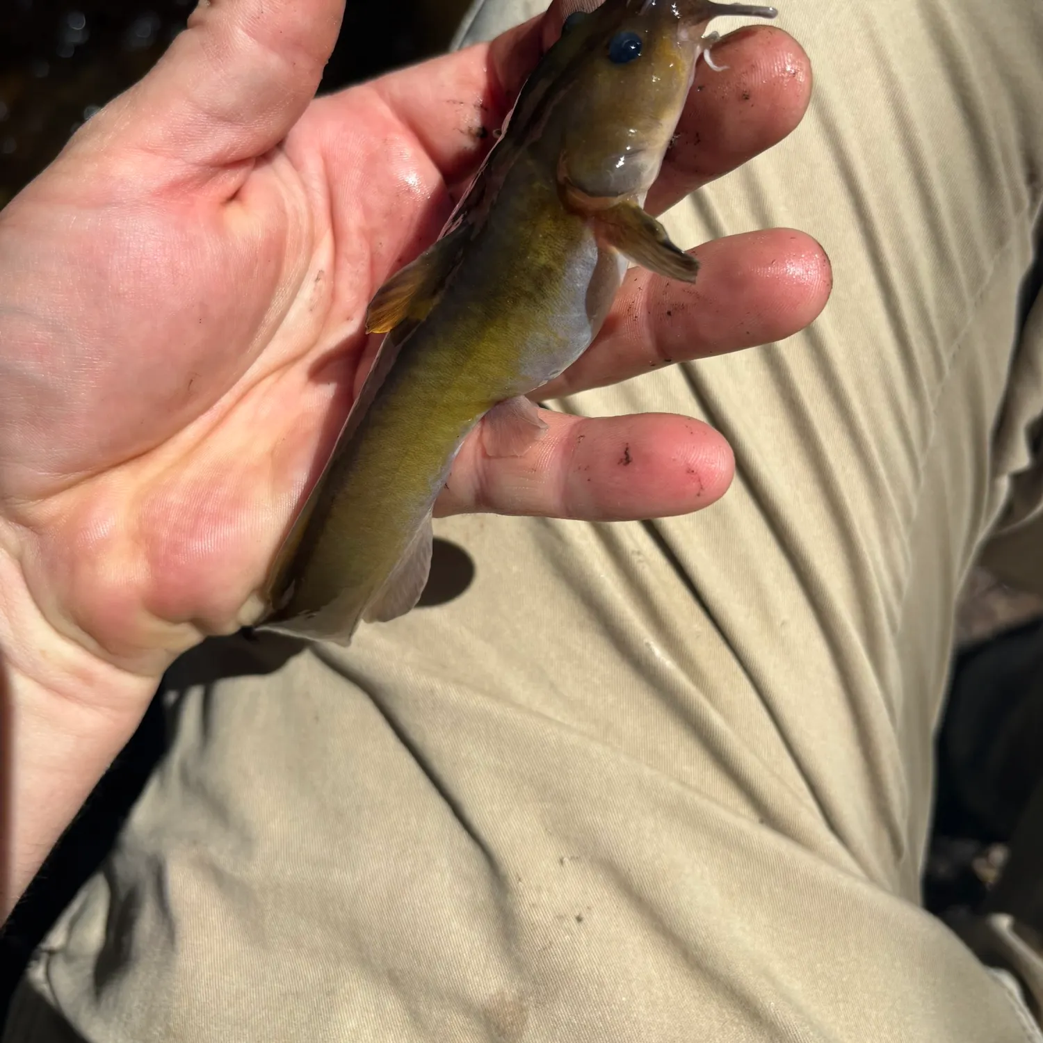 The most recent Stonecat catches on Fishbrain