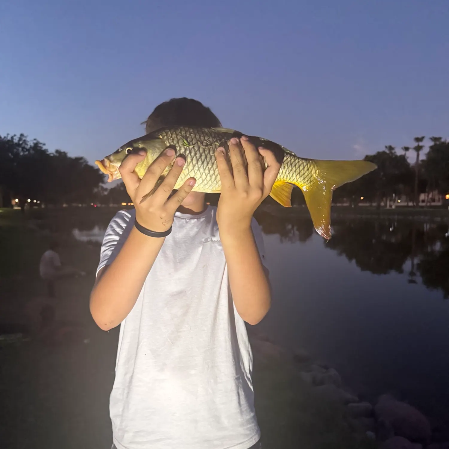 Common carp caught on Fishbrain