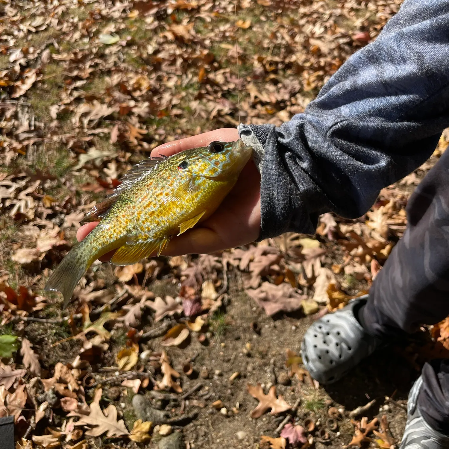 Pumpkinseed caught on Fishbrain