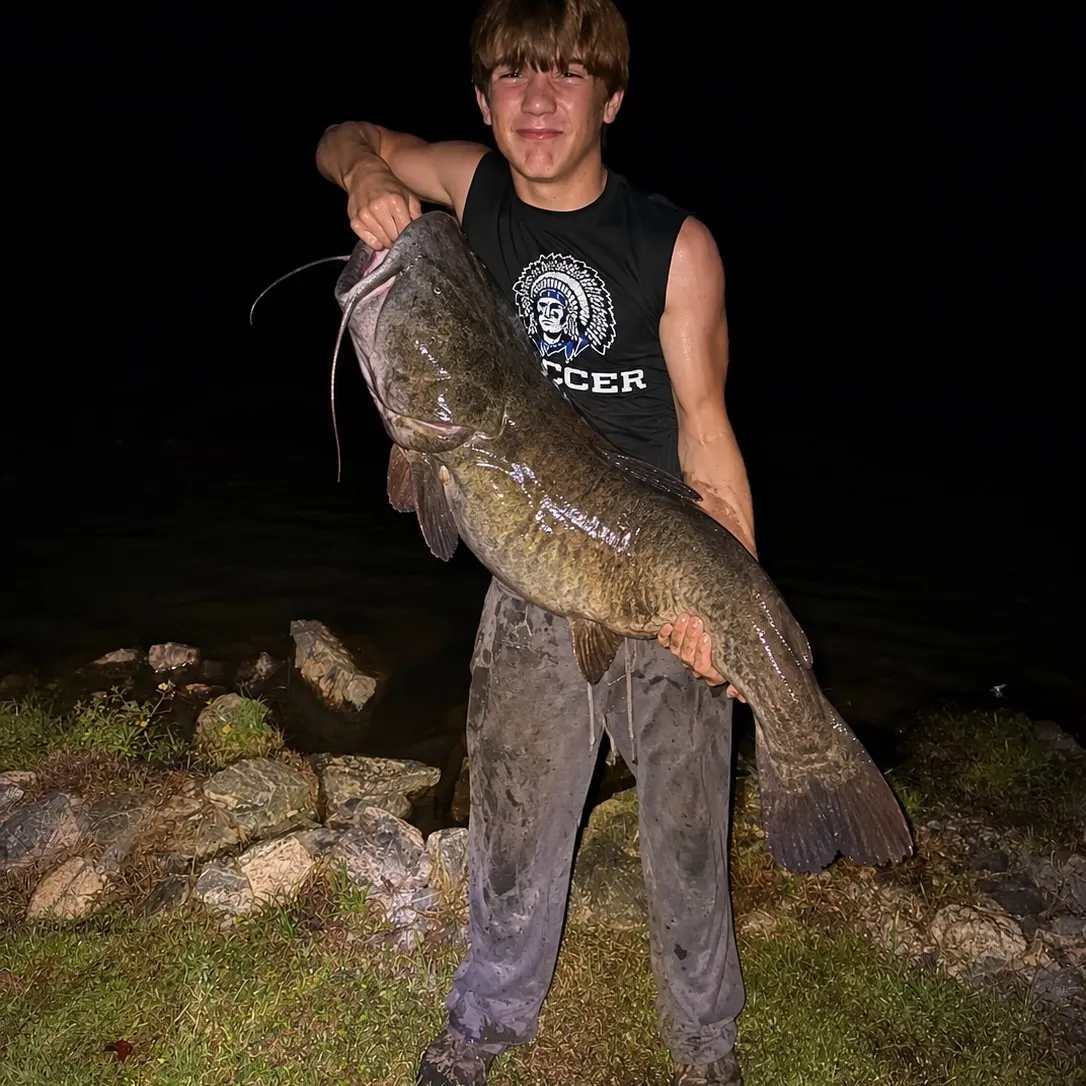 Flathead catfish caught on Fishbrain