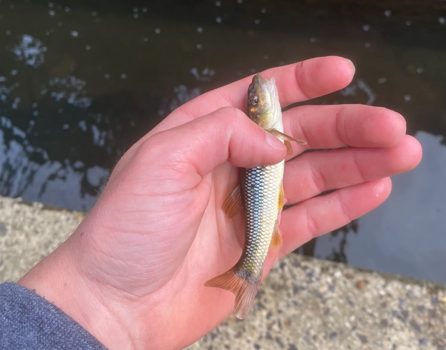 Hornyhead chub