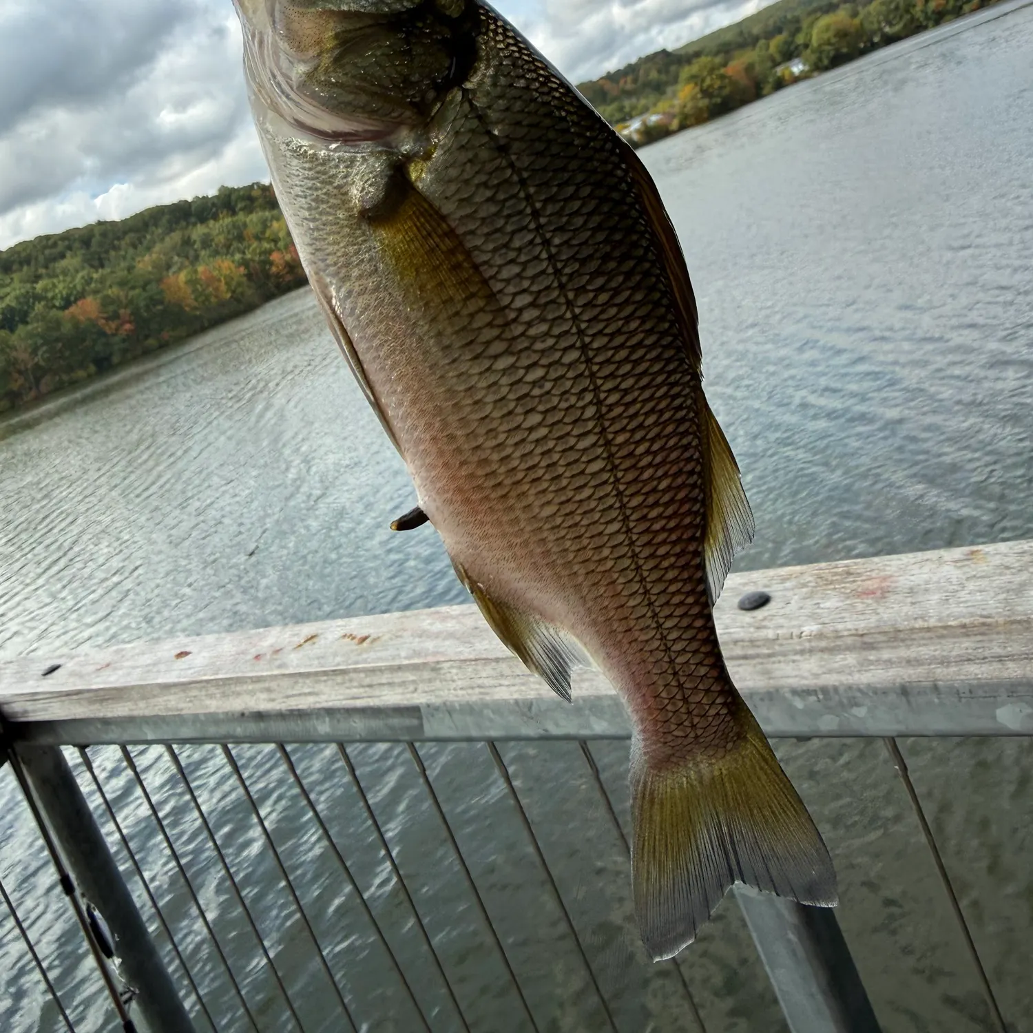White perch caught on Fishbrain