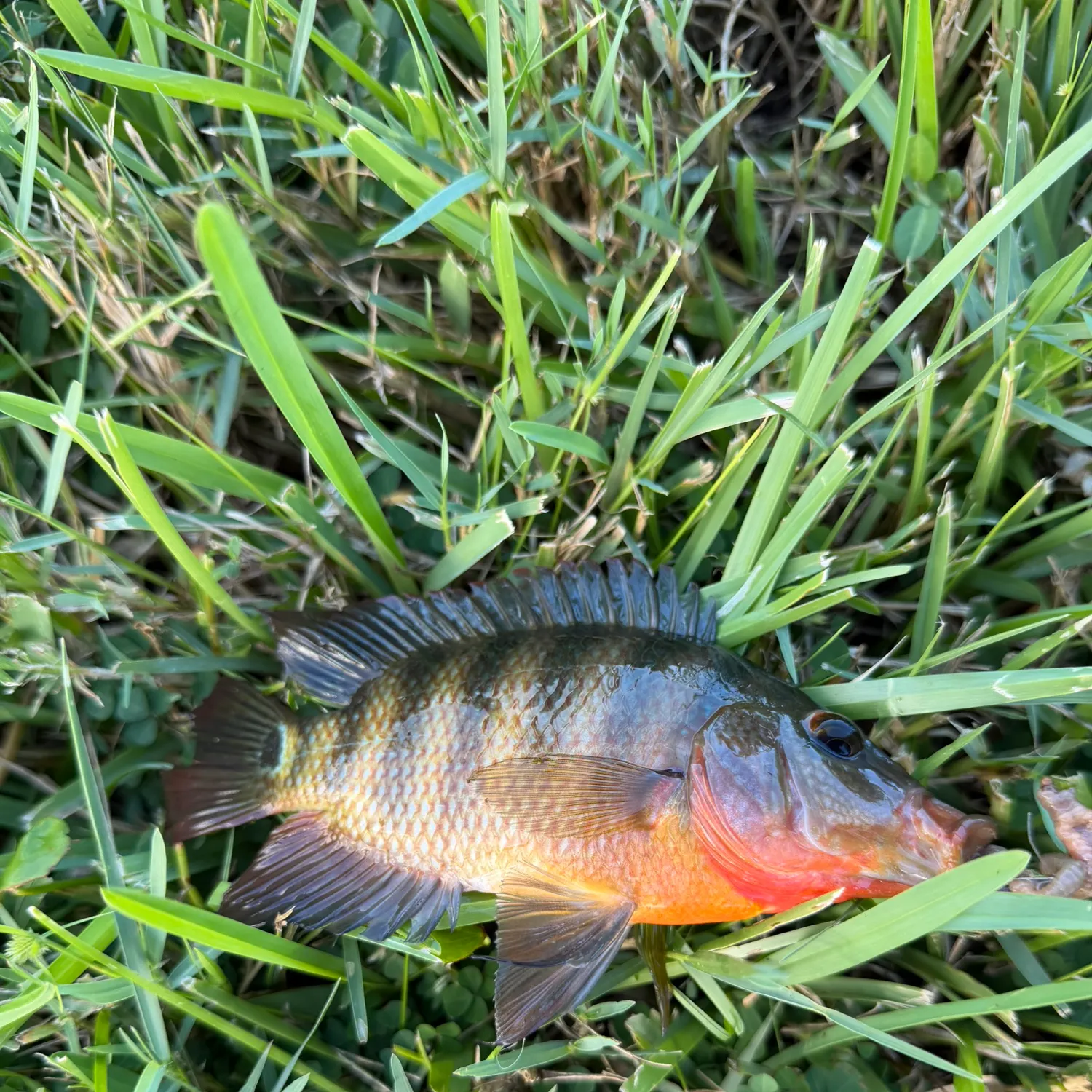 Mayan cichlid caught on Fishbrain