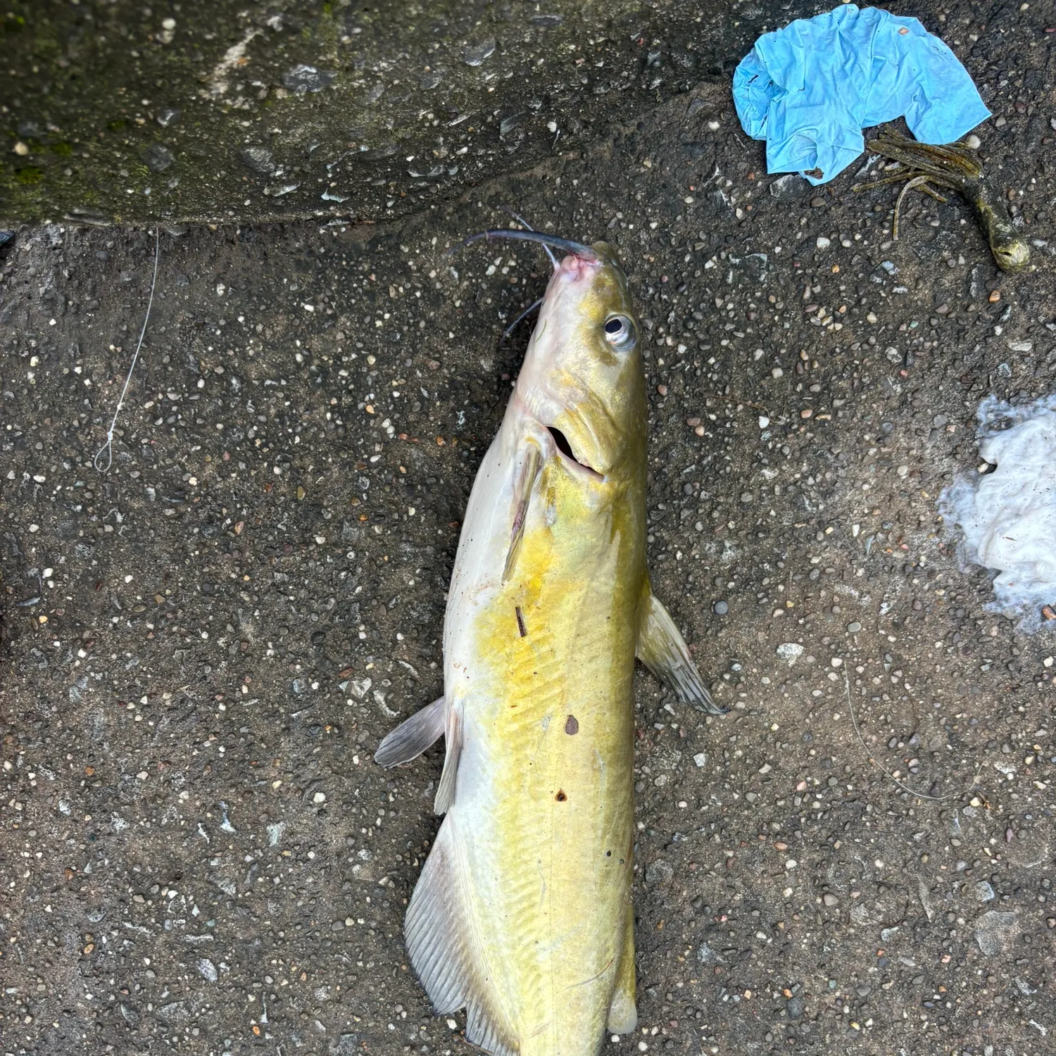 Channel catfish caught on Fishbrain