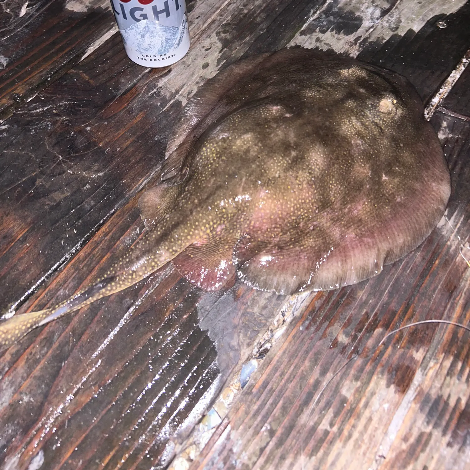 The most recent Haller's round ray catches on Fishbrain