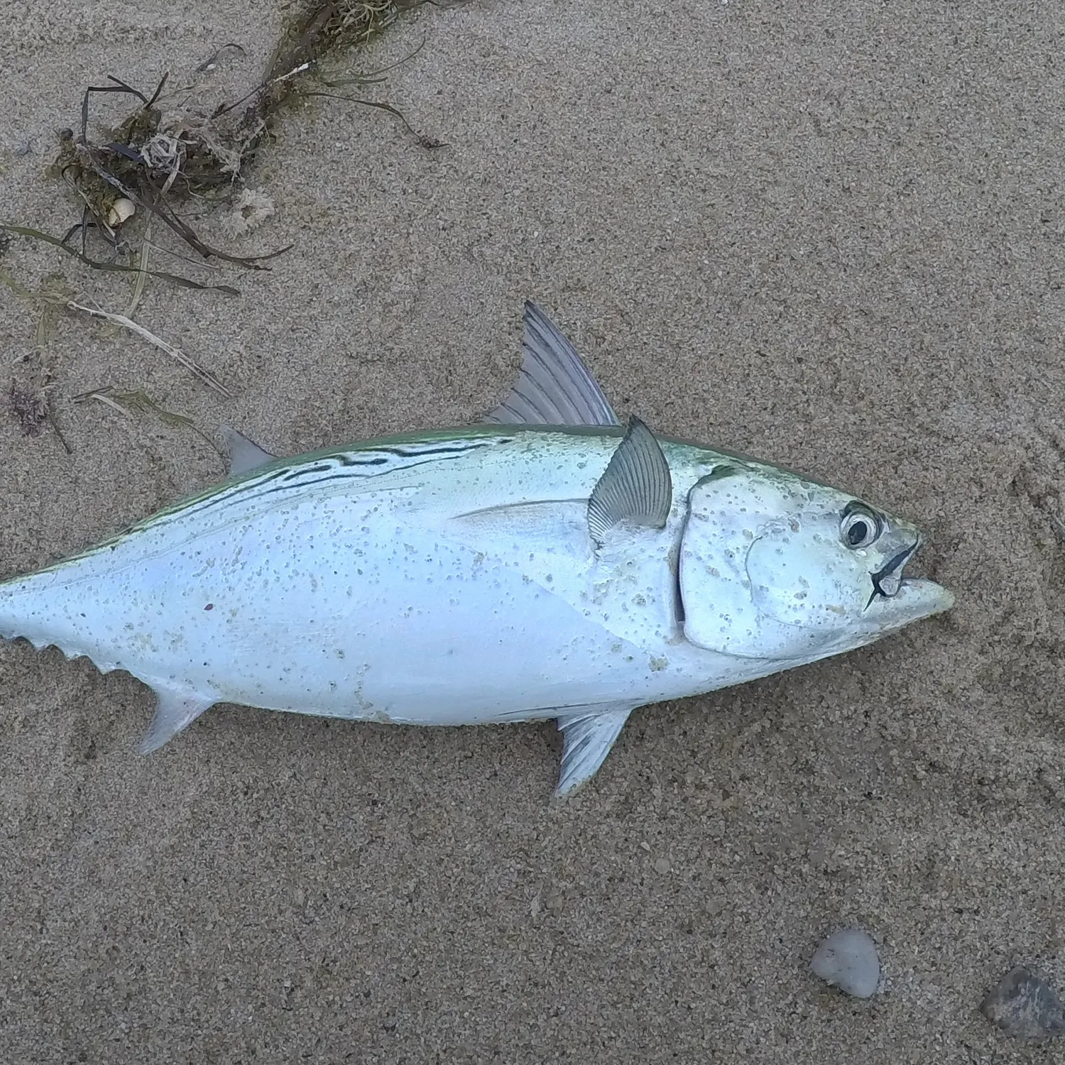 Little tunny caught on Fishbrain