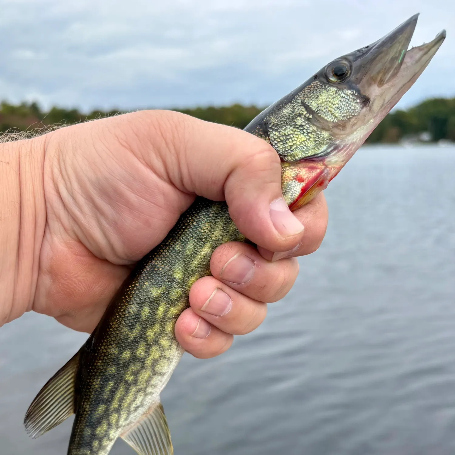 Chain pickerel caught on Fishbrain