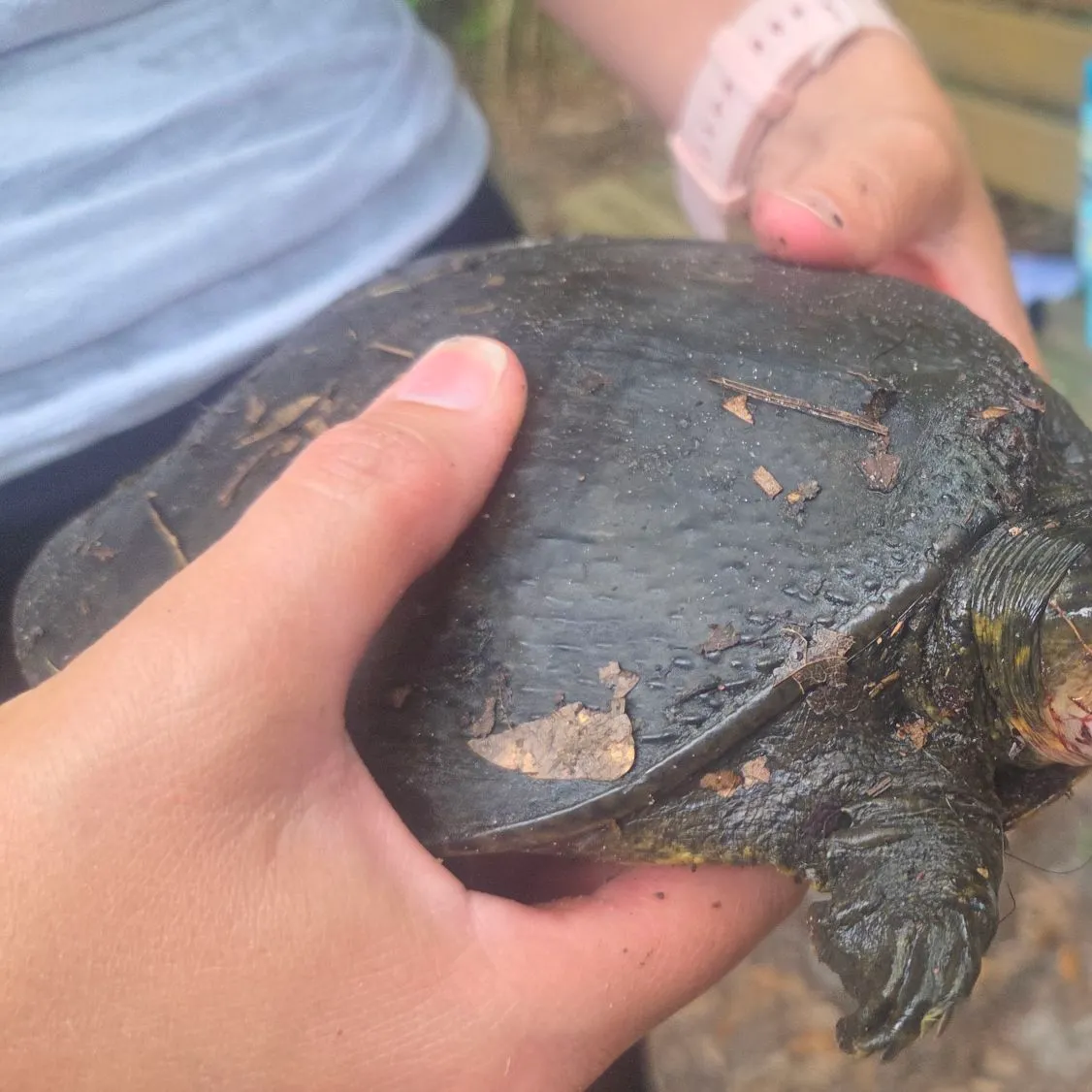 The most recent Florida softshell turtle catches on Fishbrain