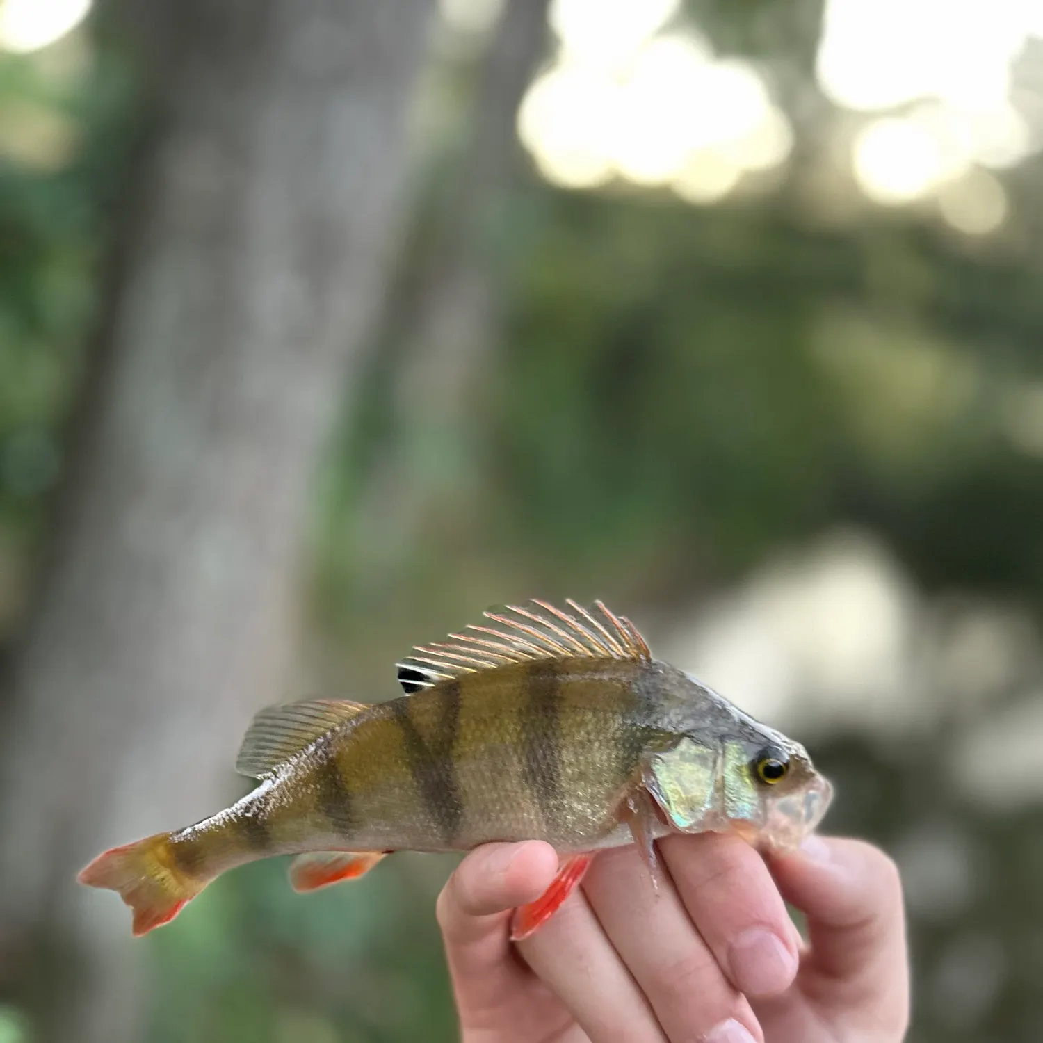 European perch caught on Fishbrain