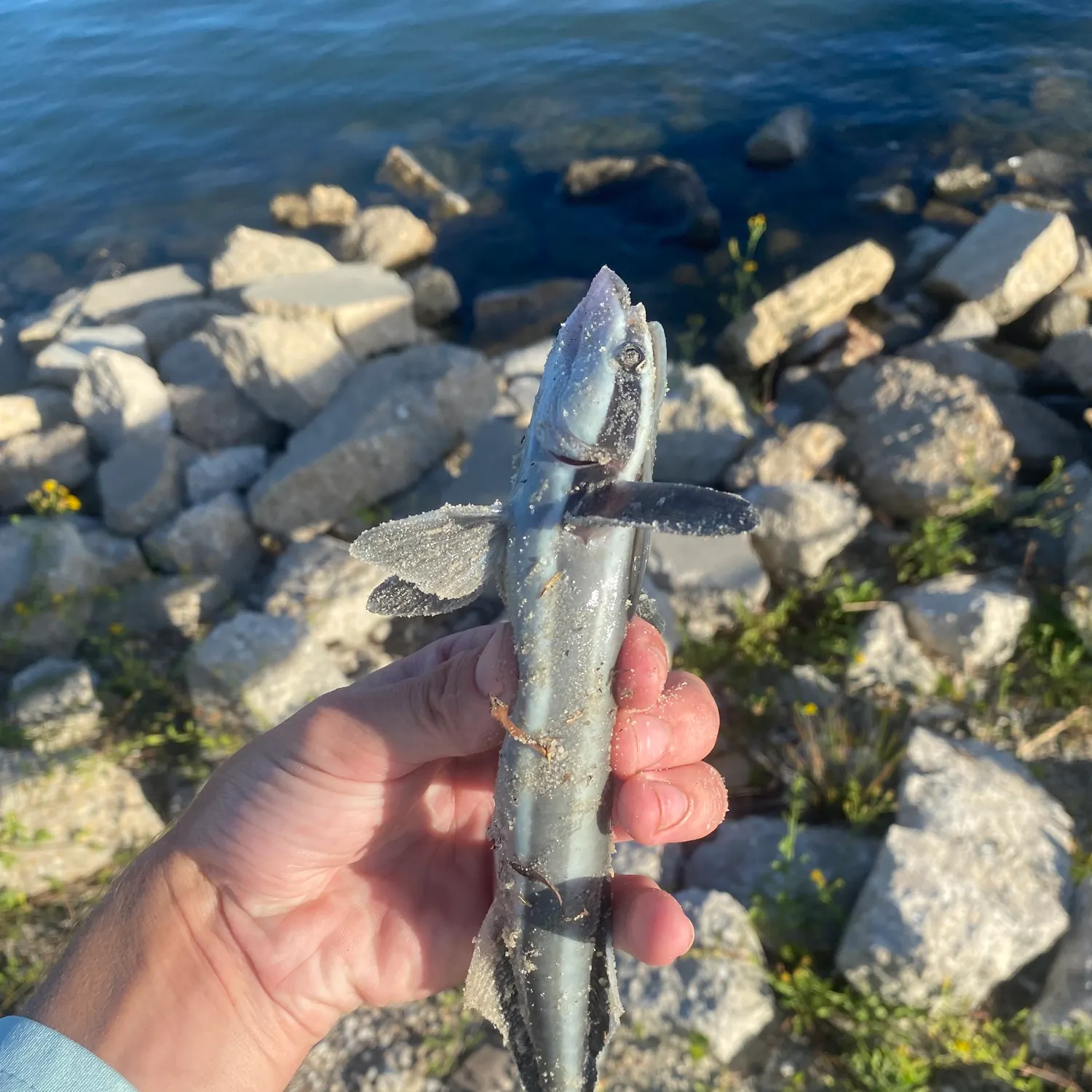 The most recent Live sharksucker catches on Fishbrain