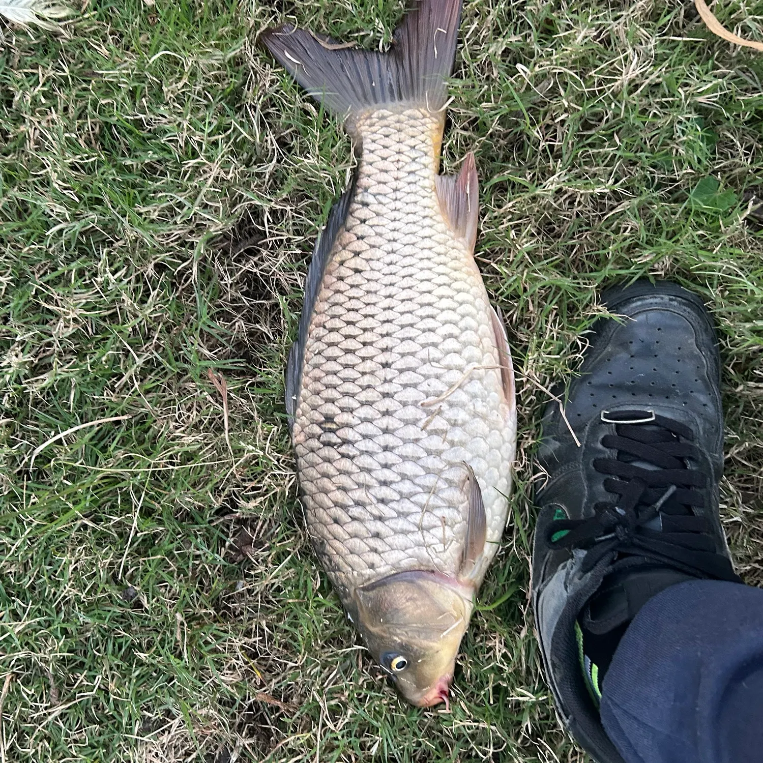 Common carp caught on Fishbrain