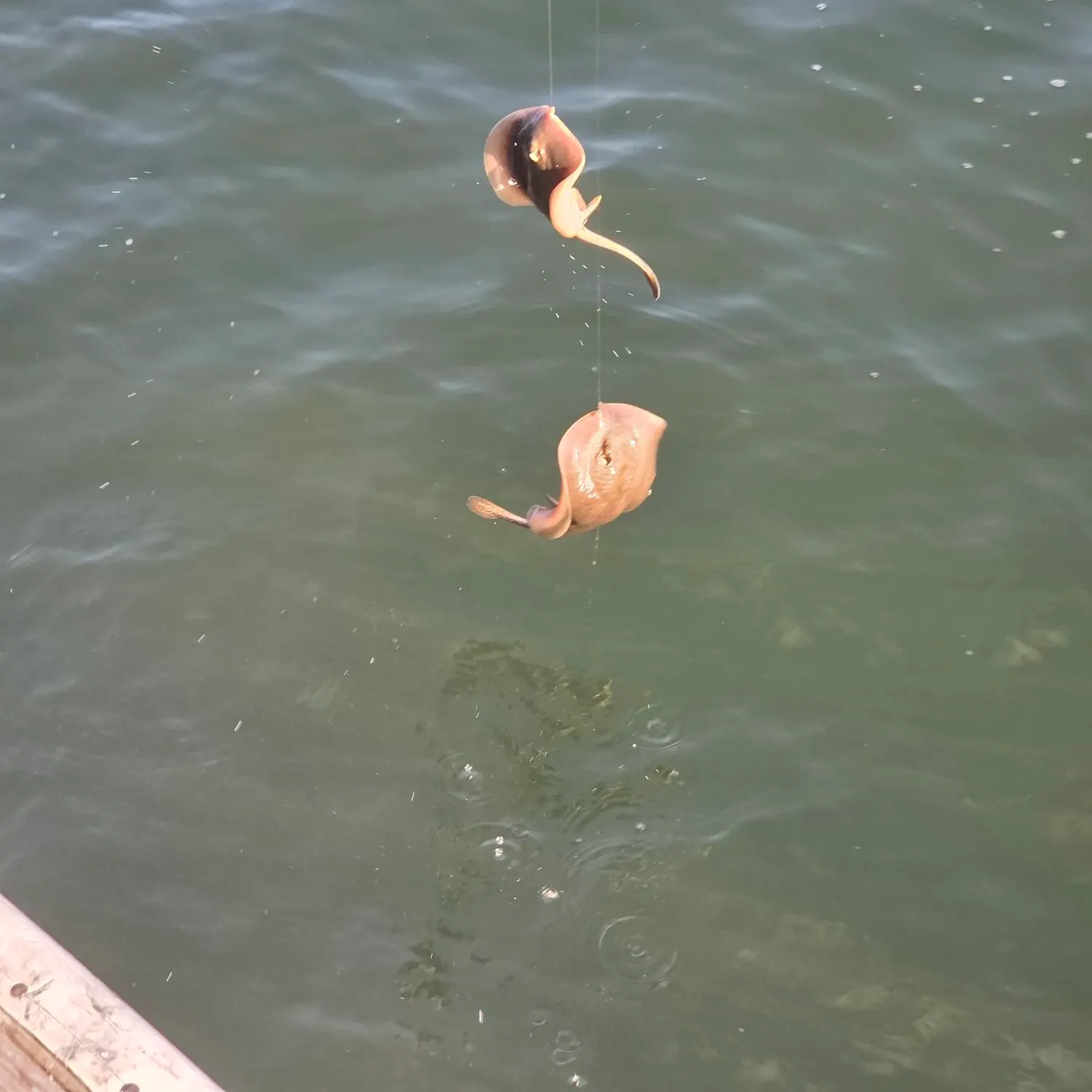 Haller's round ray caught on Fishbrain