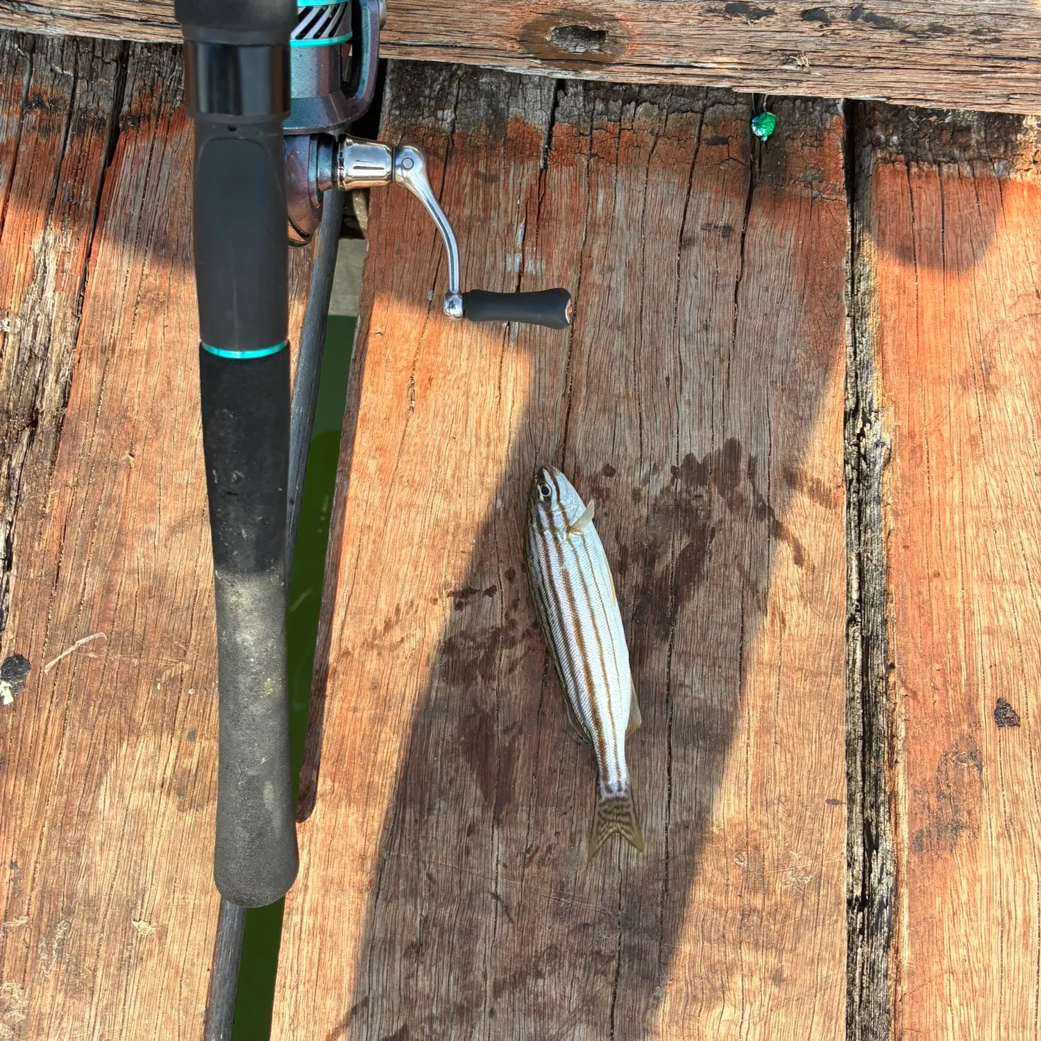 The most recent Skipjack tuna catches on Fishbrain