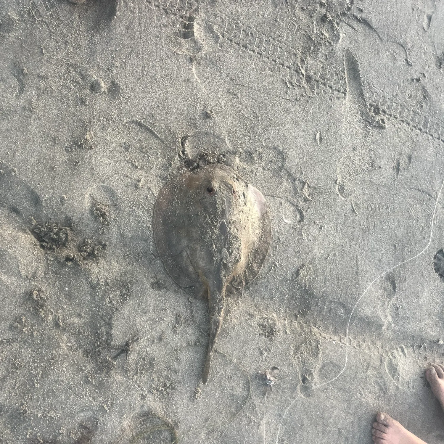 Haller's round ray caught on Fishbrain