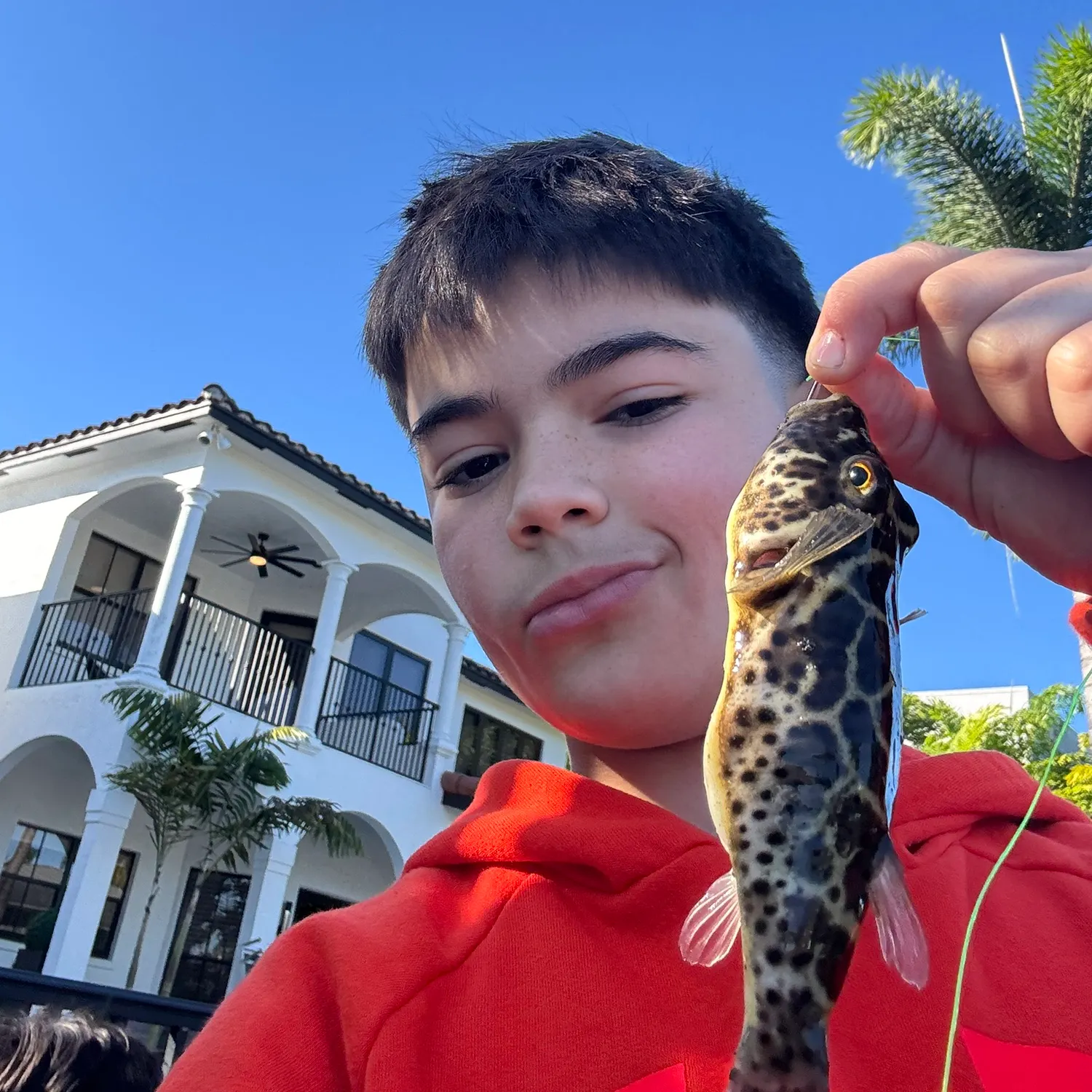 The most recent Southern puffer catches on Fishbrain