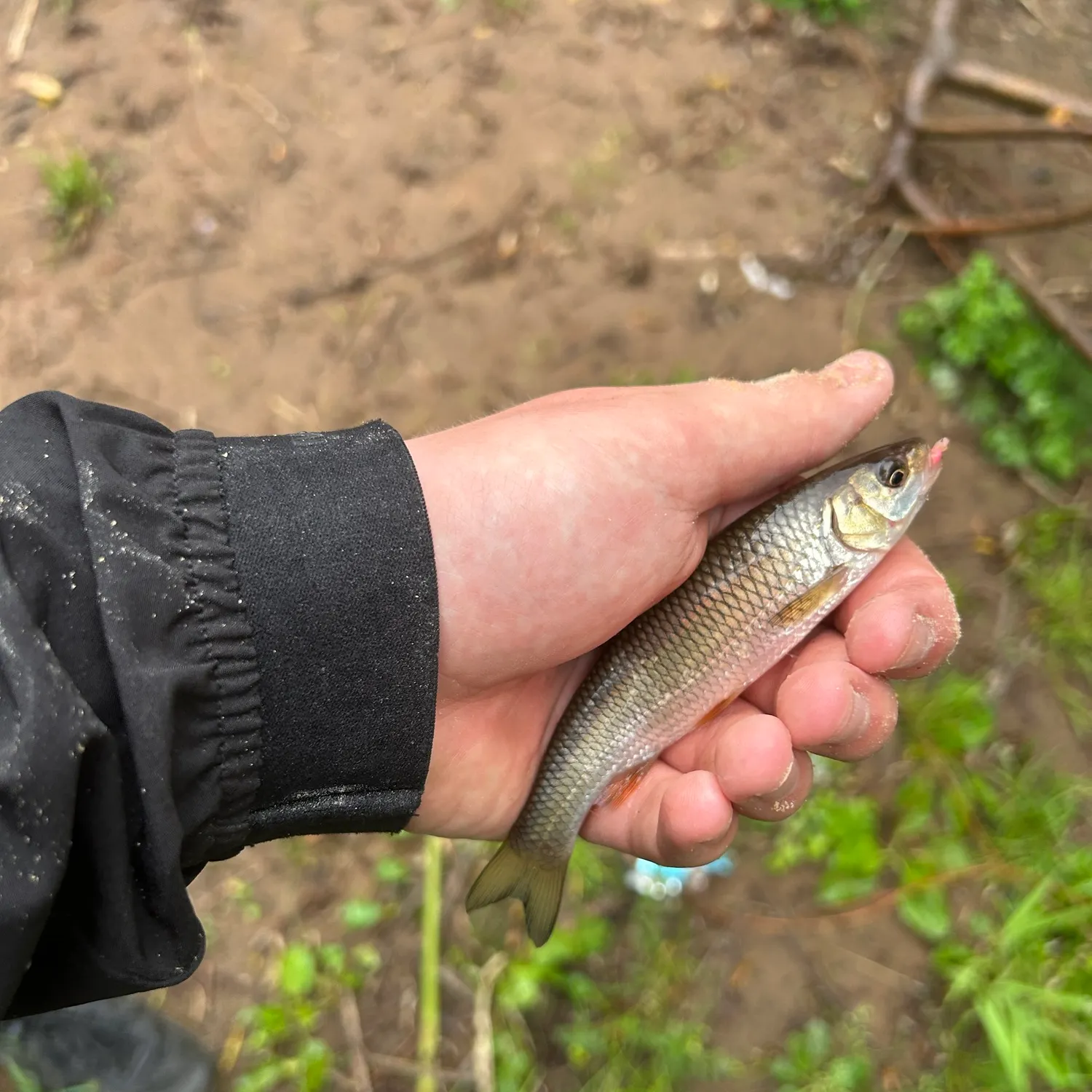 European chub caught on Fishbrain