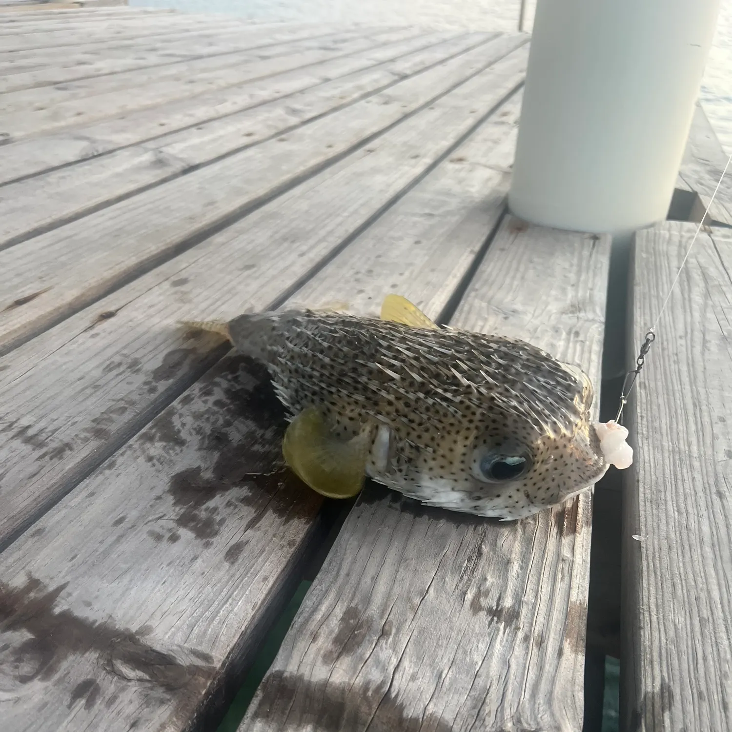 The most recent Spot-fin porcupinefish catches on Fishbrain