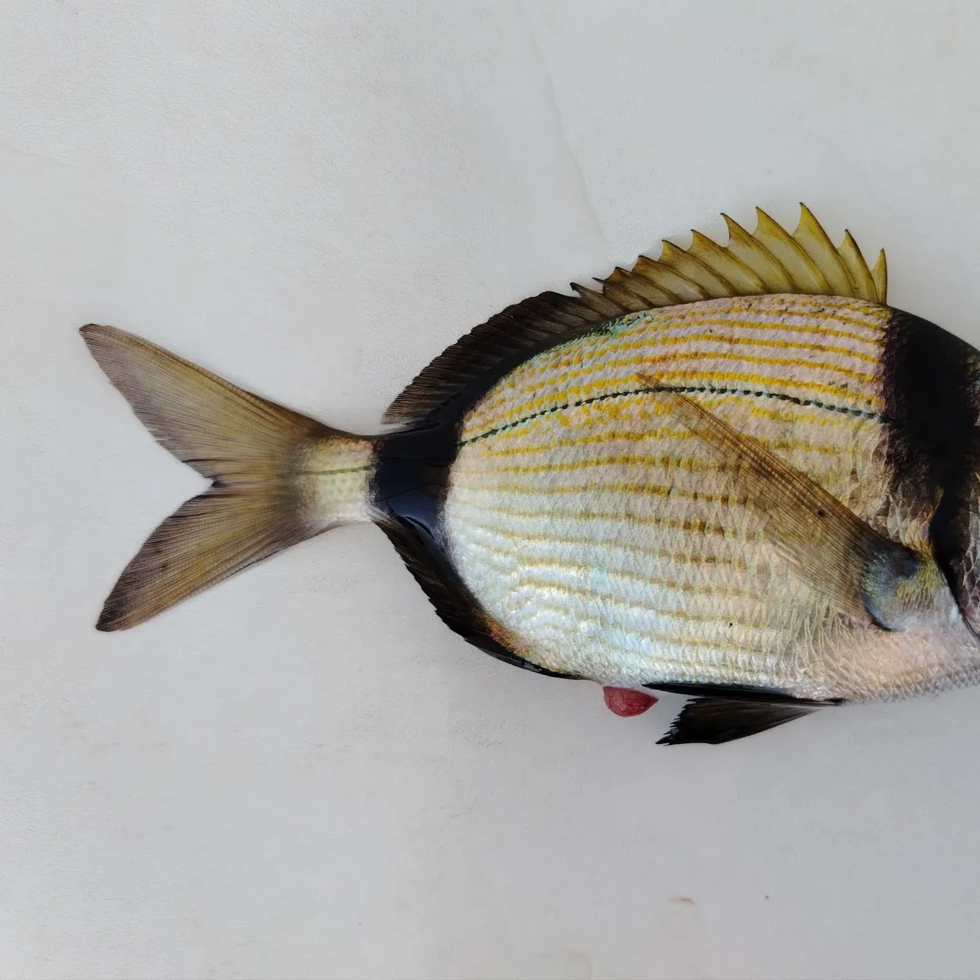 The most recent Common two-banded seabream catches on Fishbrain