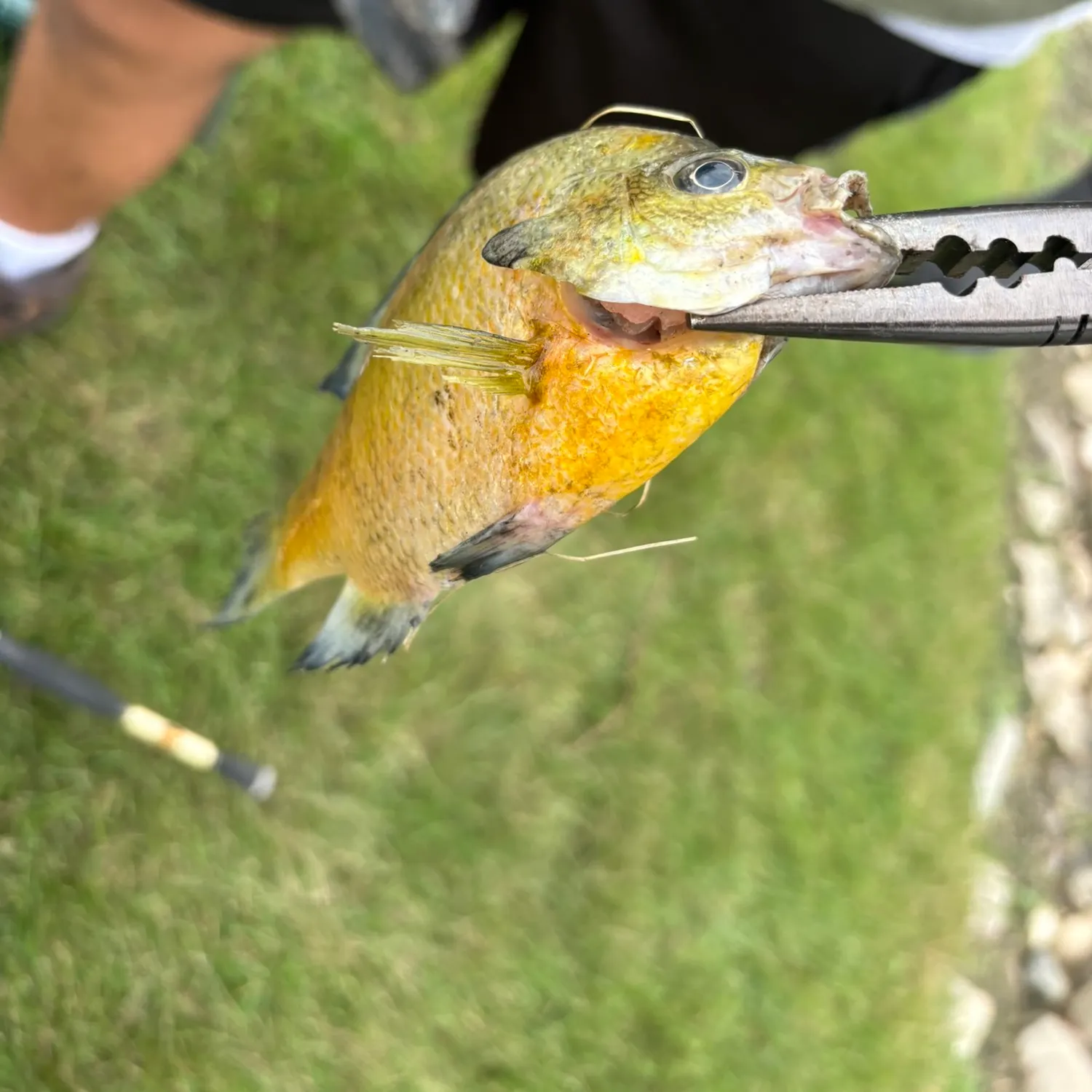 Bluegill caught on Fishbrain
