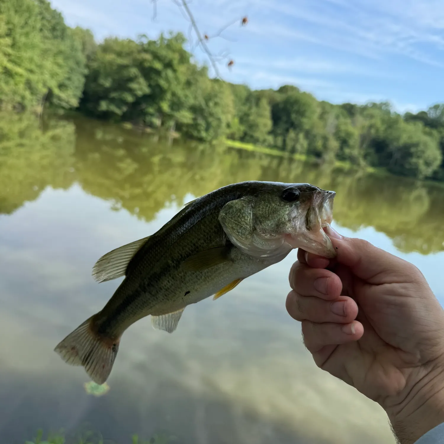 Largemouth bass caught on Fishbrain