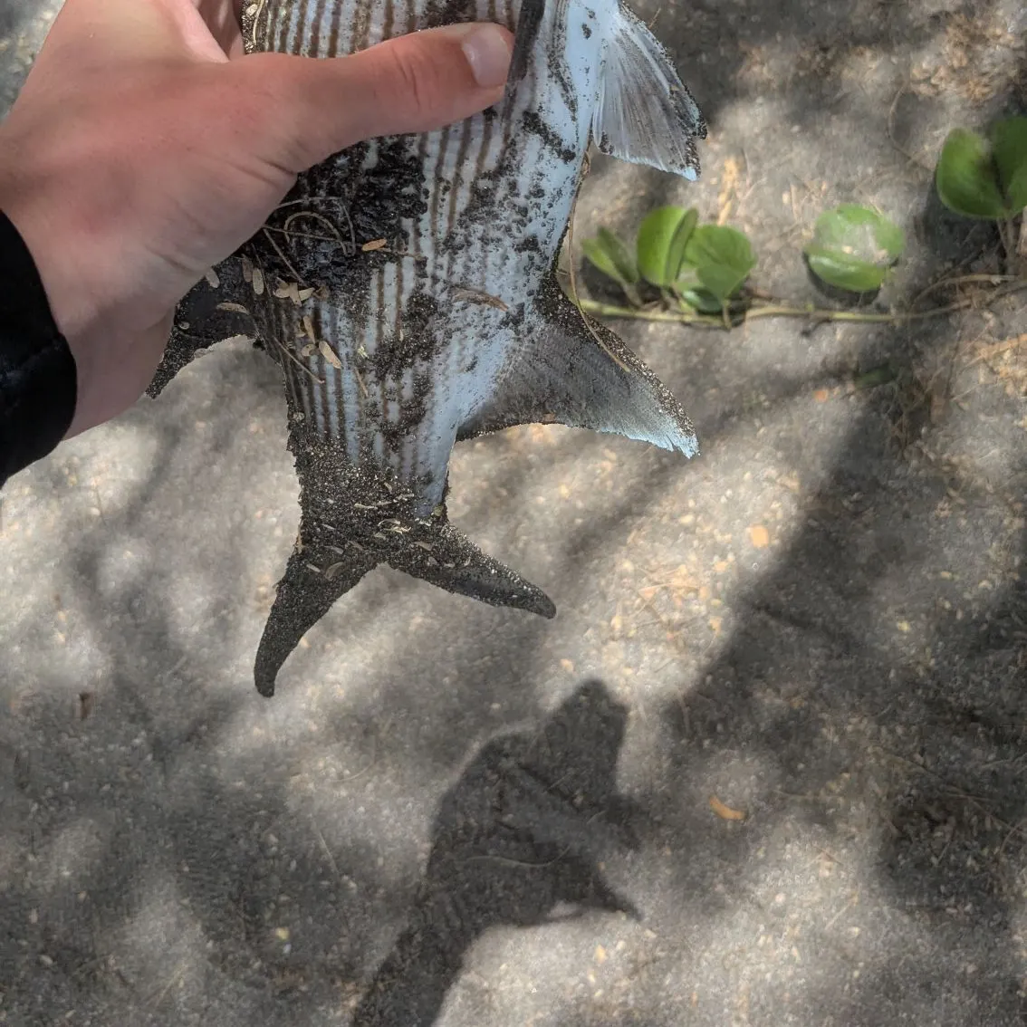 The most recent Sixfinger threadfin catches on Fishbrain