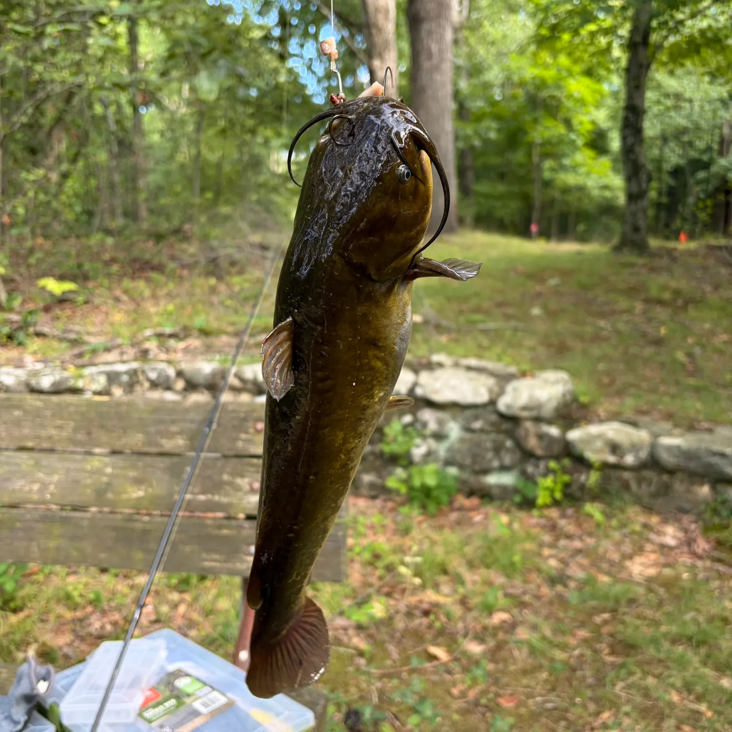 Brown bullhead caught on Fishbrain