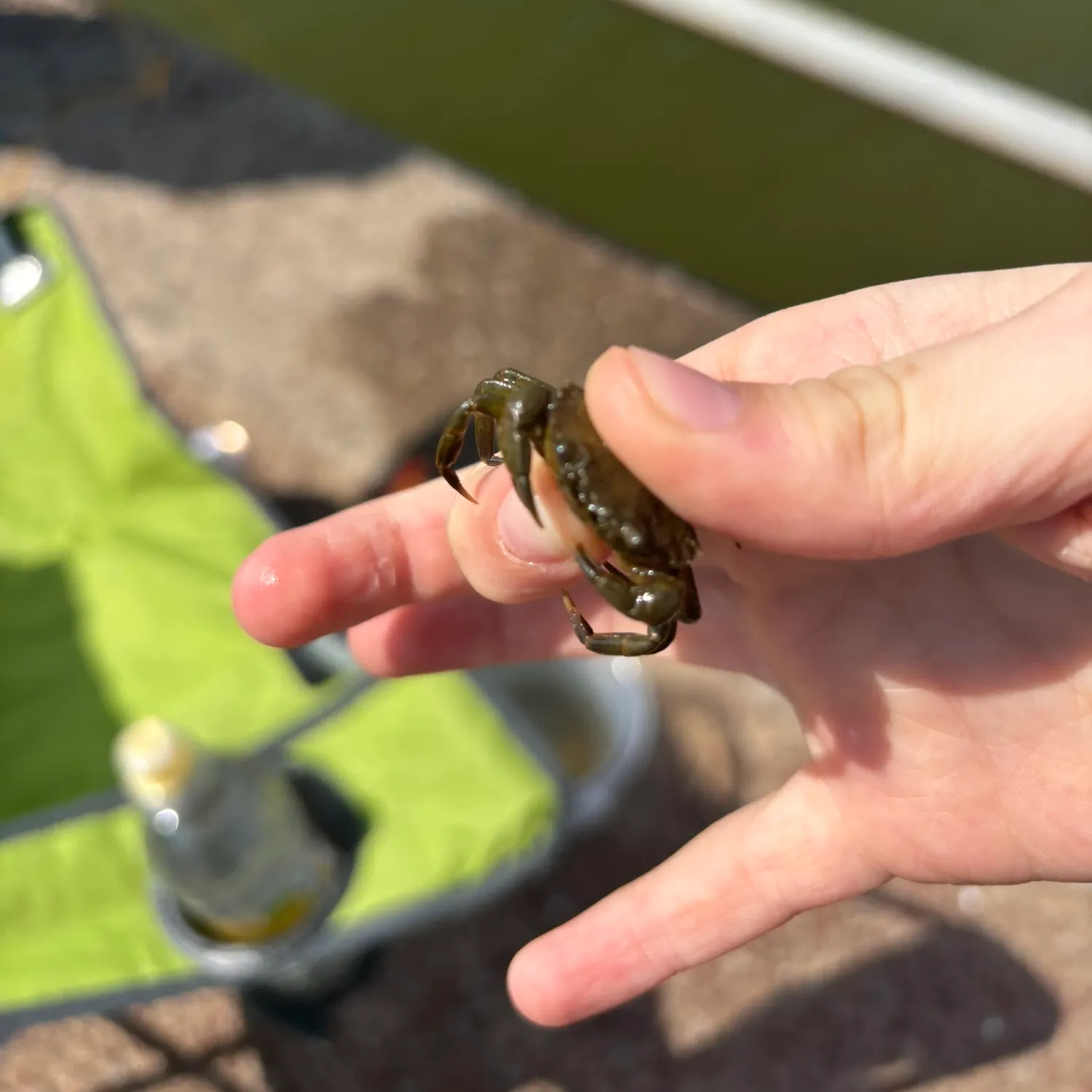 The most recent Green crab catches on Fishbrain
