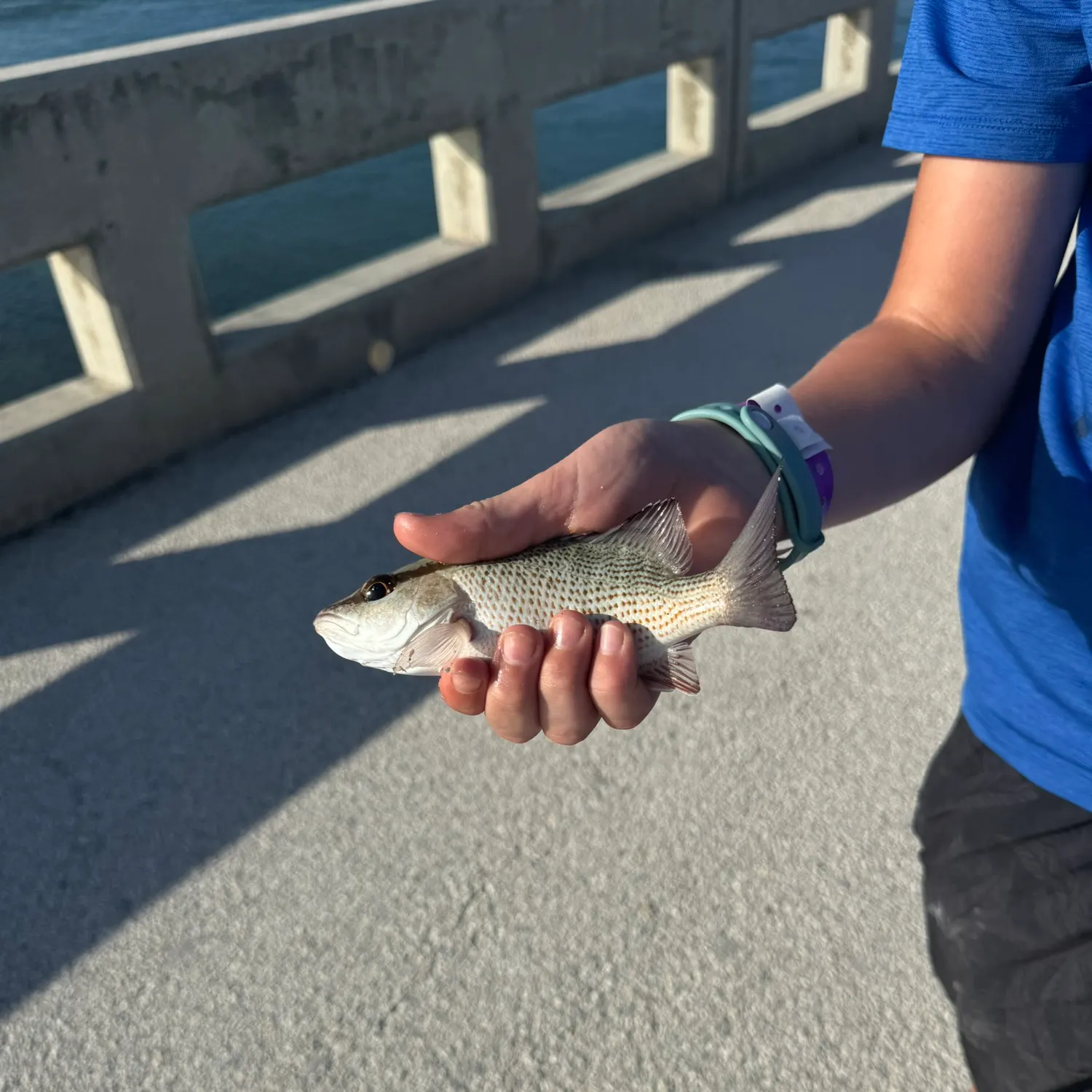 The most recent Yellowstreaked snapper catches on Fishbrain
