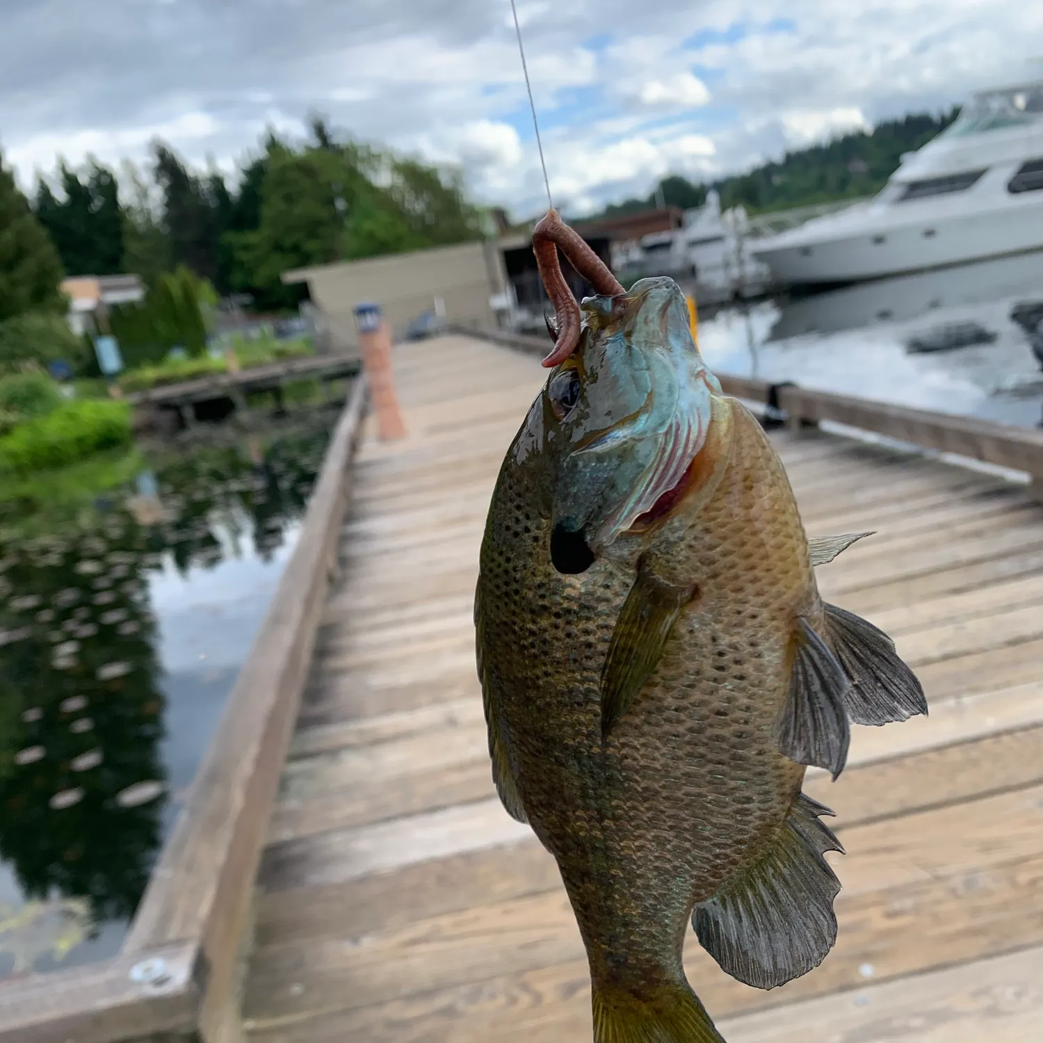 catch