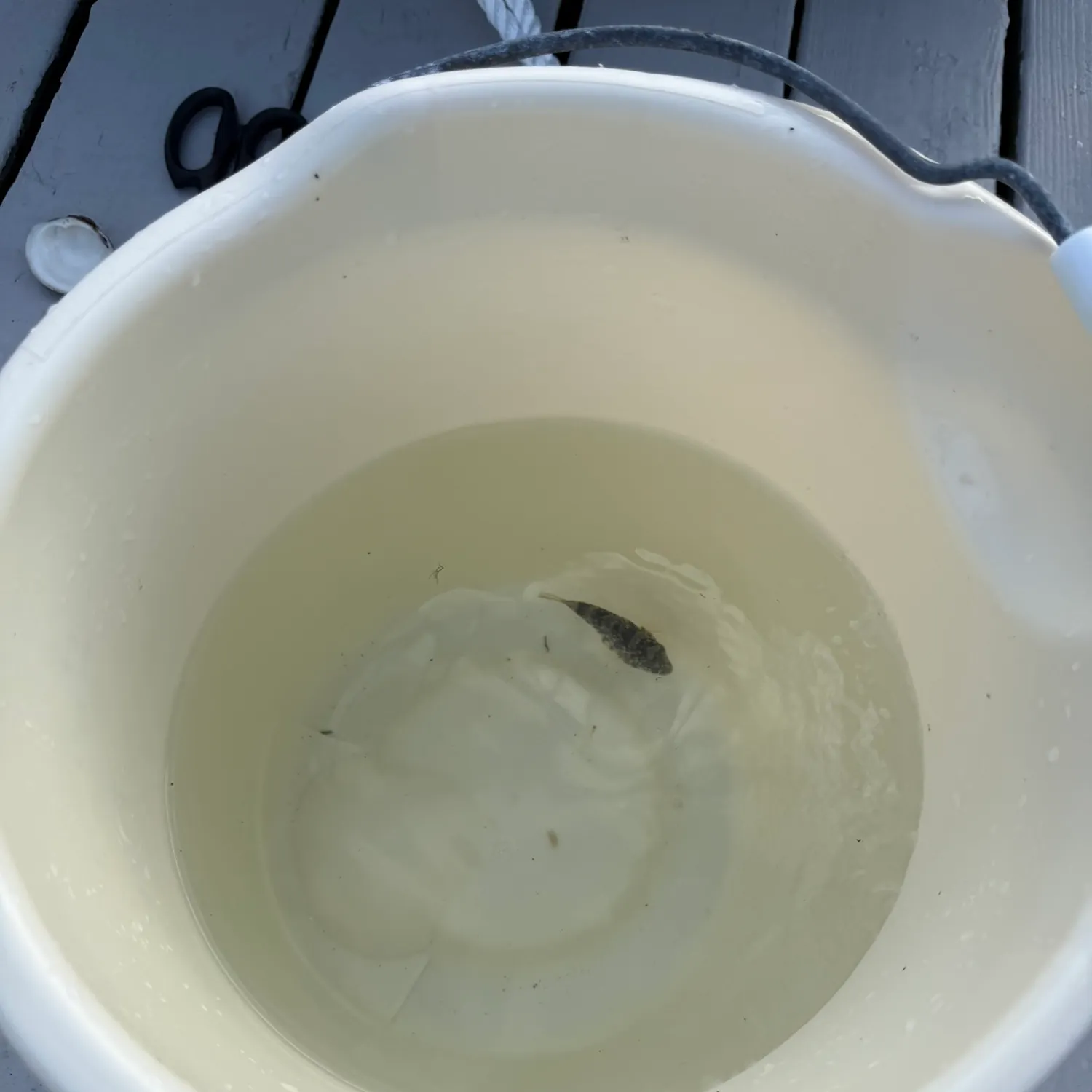 Northern puffer caught on Fishbrain