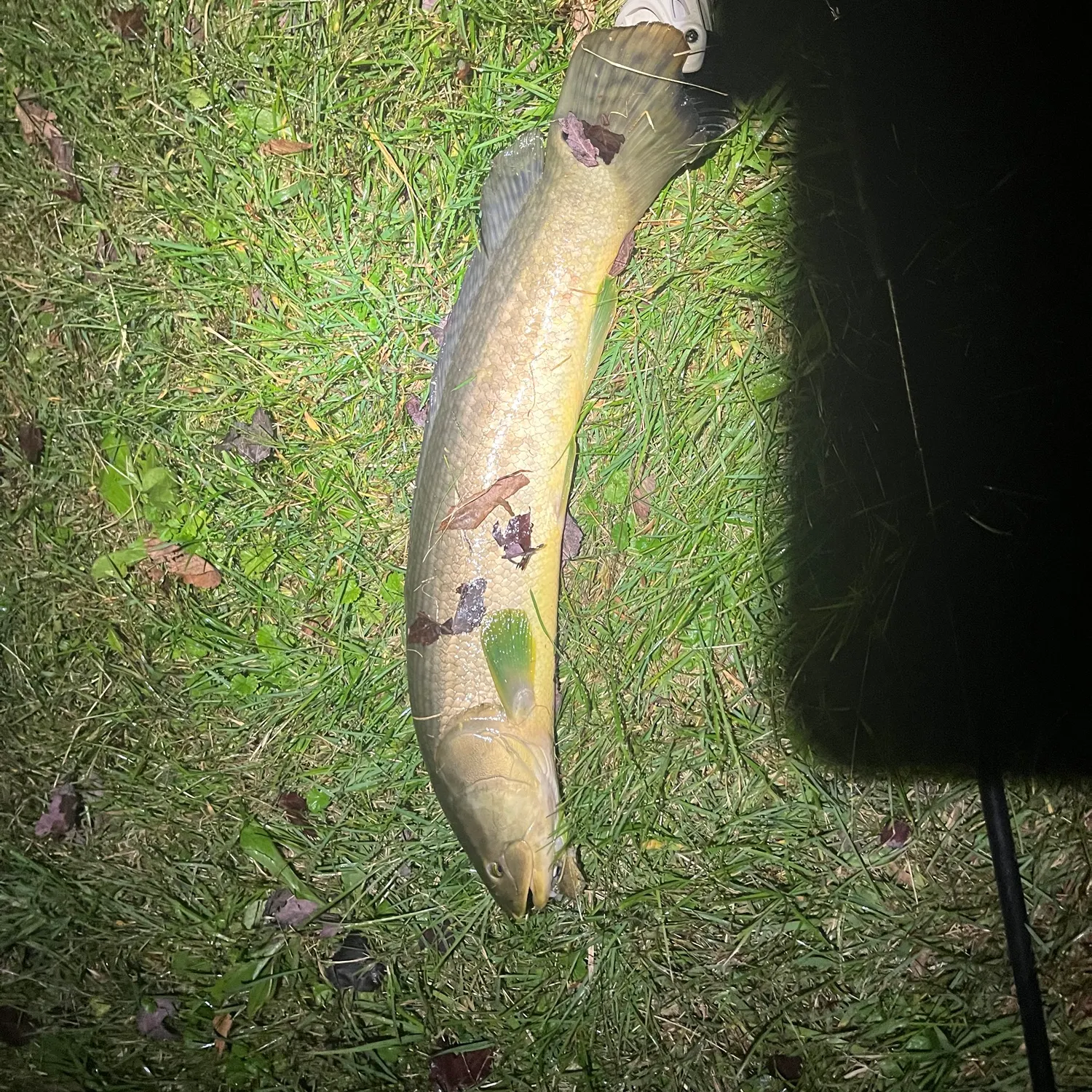 Eyetail bowfin caught on Fishbrain