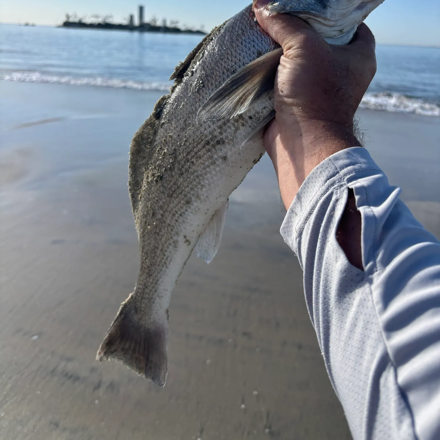 The most recent California corbina catches on Fishbrain