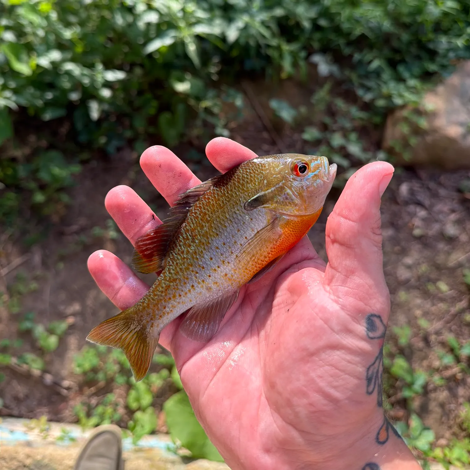 Redbreast sunfish caught on Fishbrain