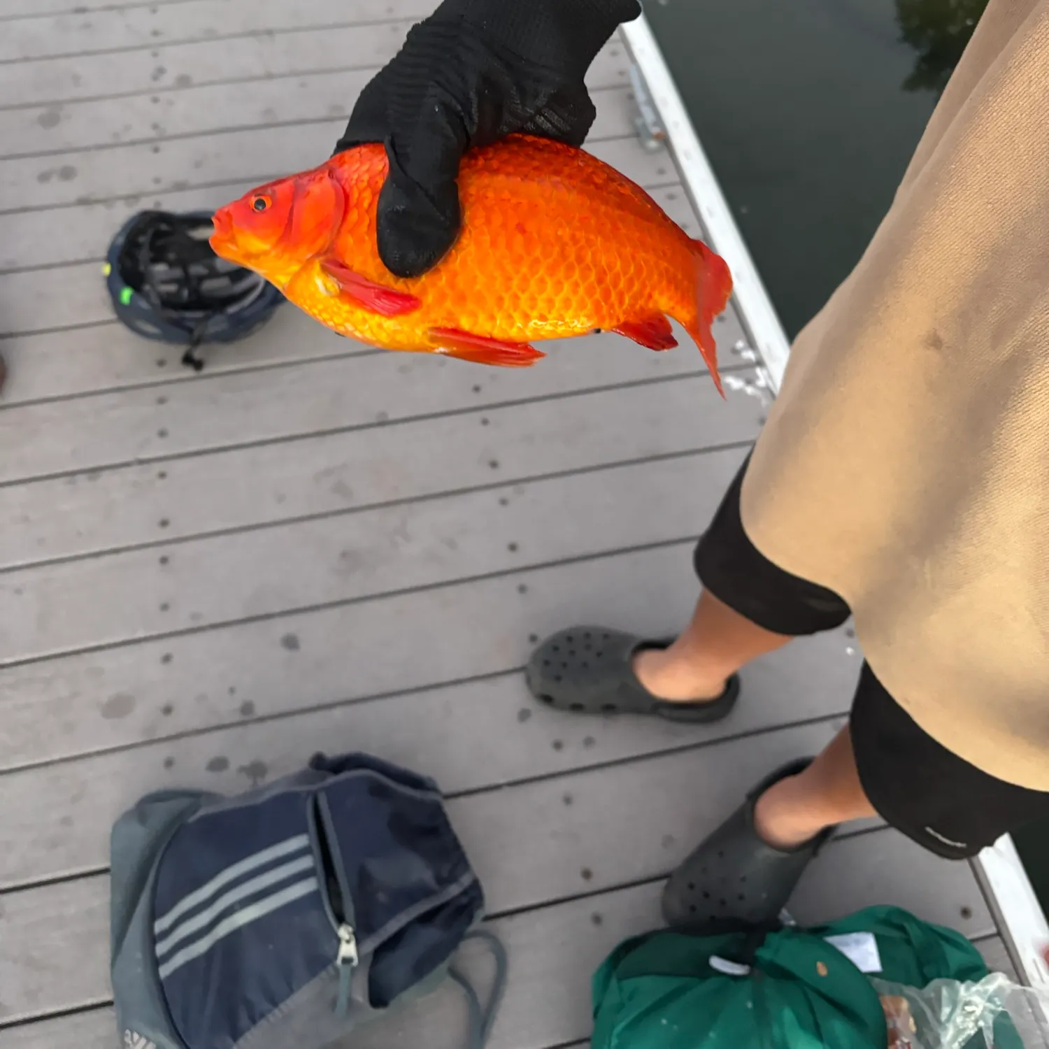 The most recent Goldfish catches on Fishbrain